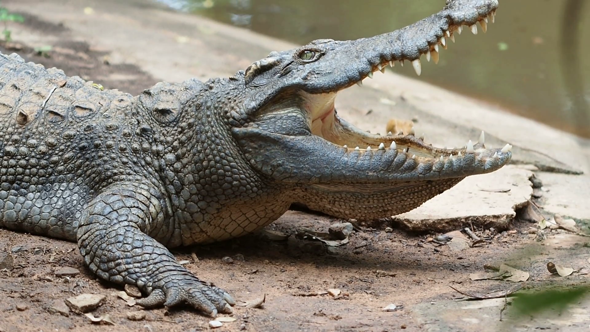 Close up Crocodile or Alligator open mouth. Stock Video Footage ...