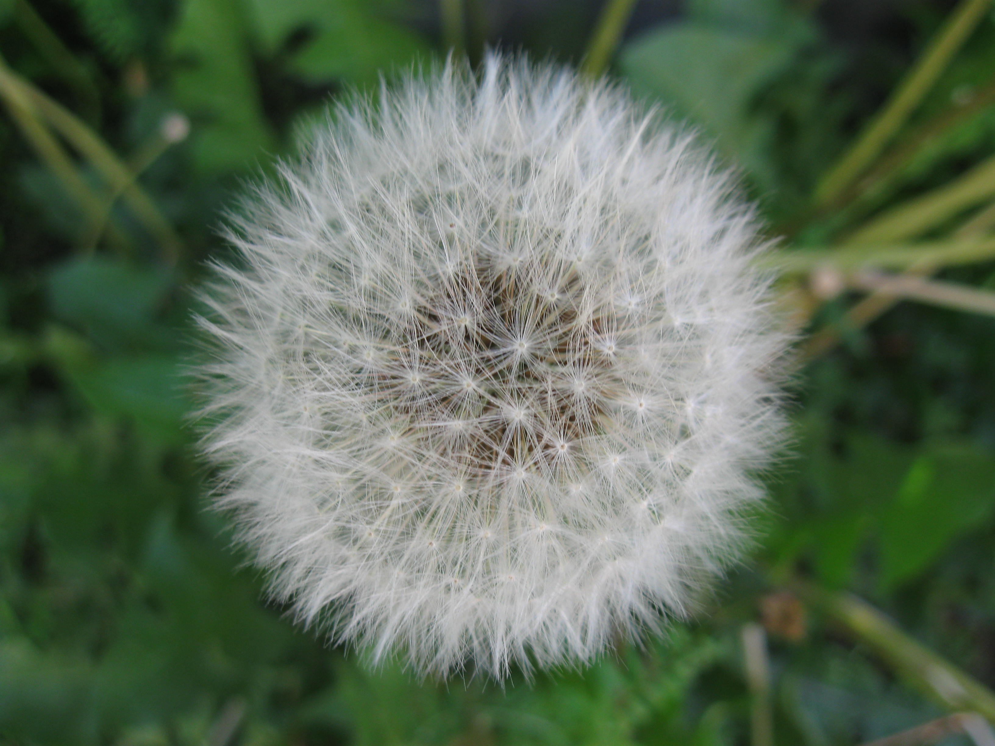 Close-up of dandelion photo