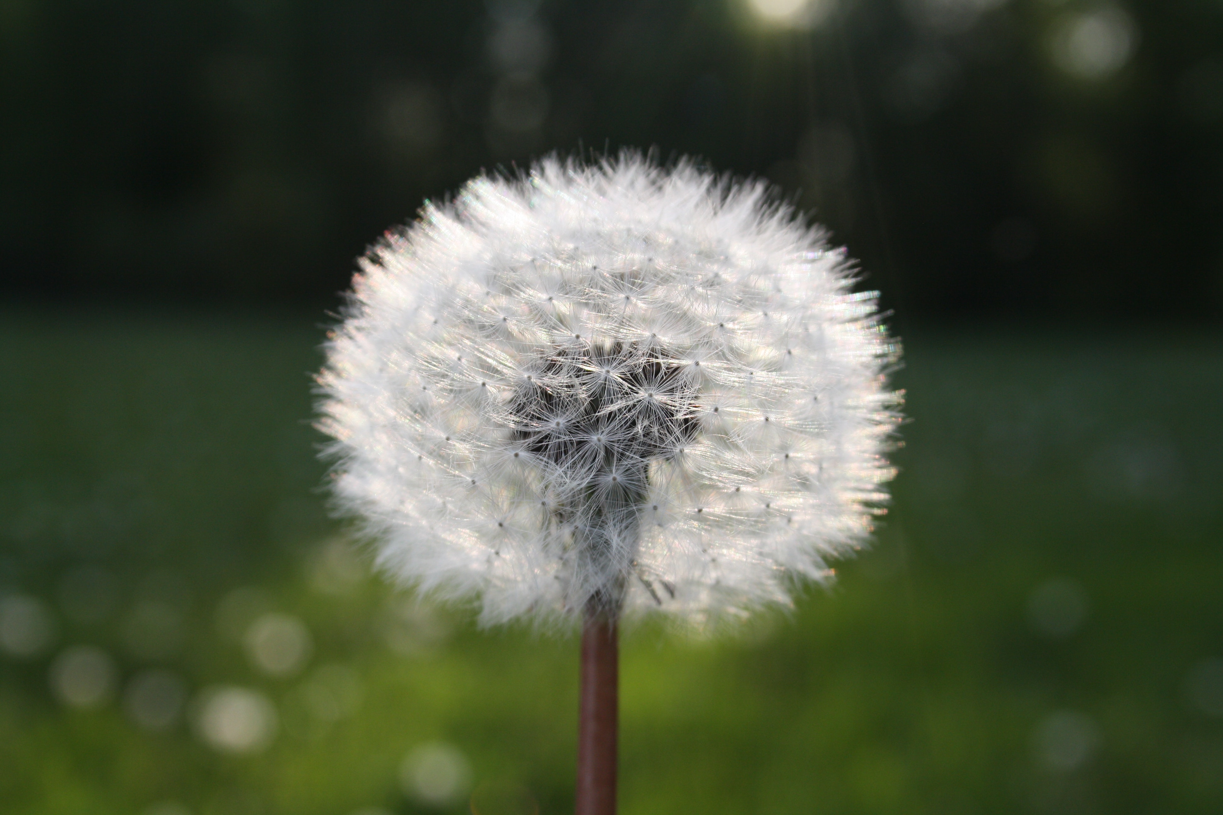 White Dandelion Flower in Close Up Photograph · Free Stock Photo