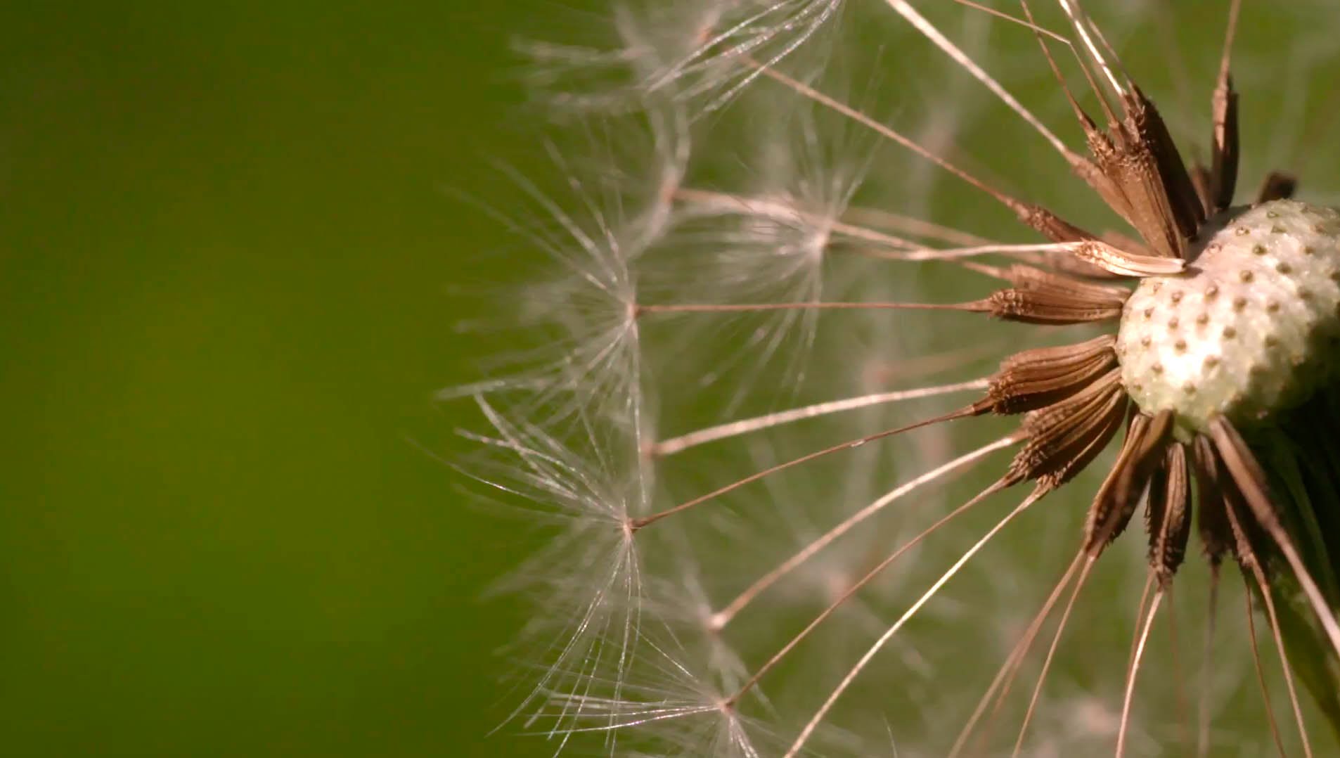 Free Stock Video Download | Dandelion Close-Up | Free HD Download ...