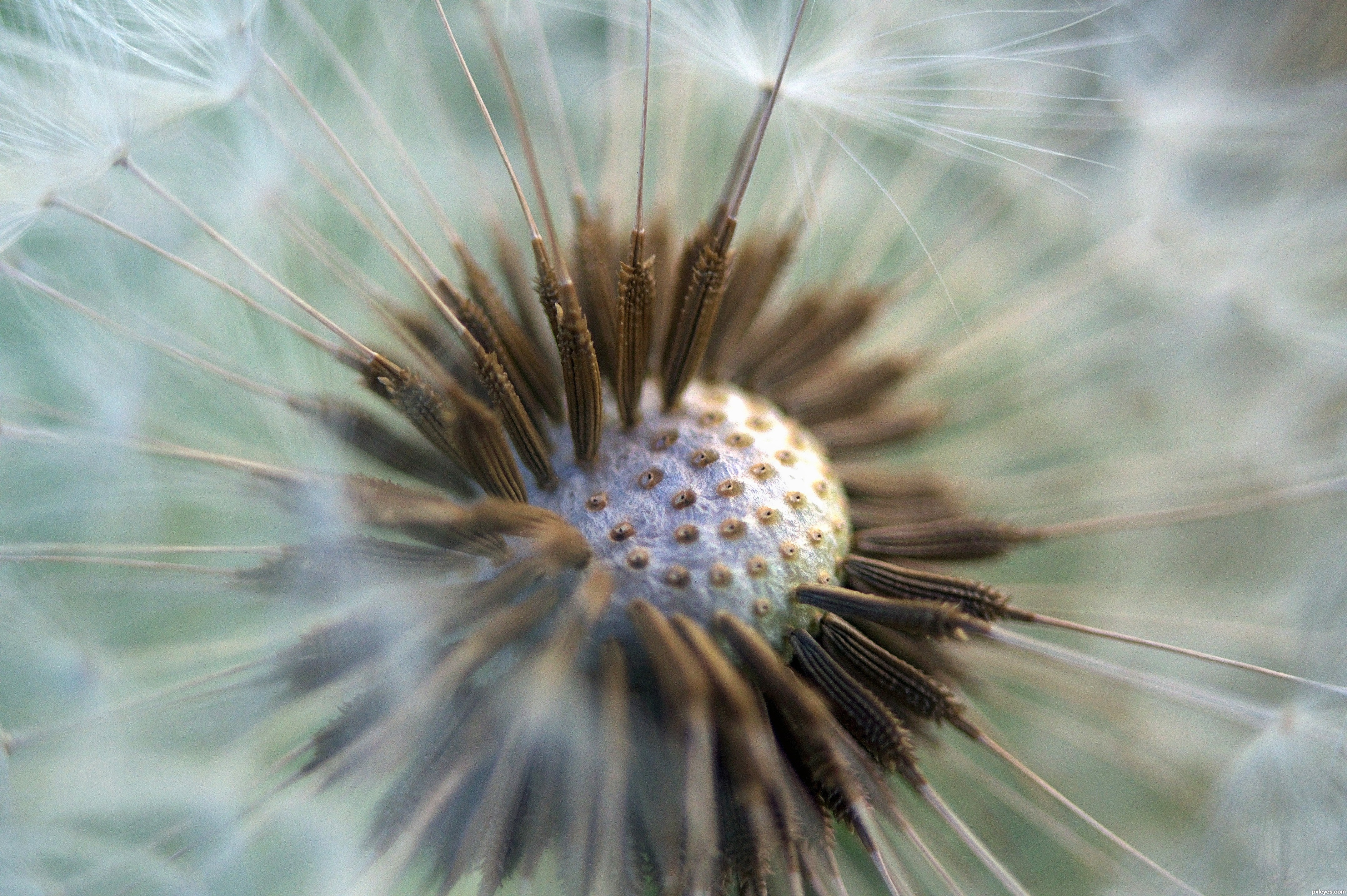 dandelion close up picture, by lbadge320 for: weeds photography ...