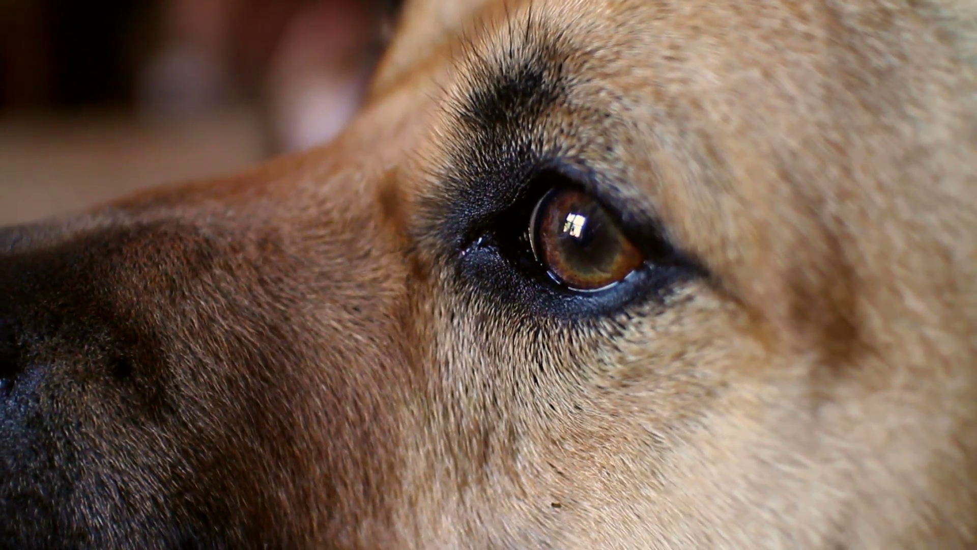 Dogs Eye Close Up Stock Video Footage - Videoblocks
