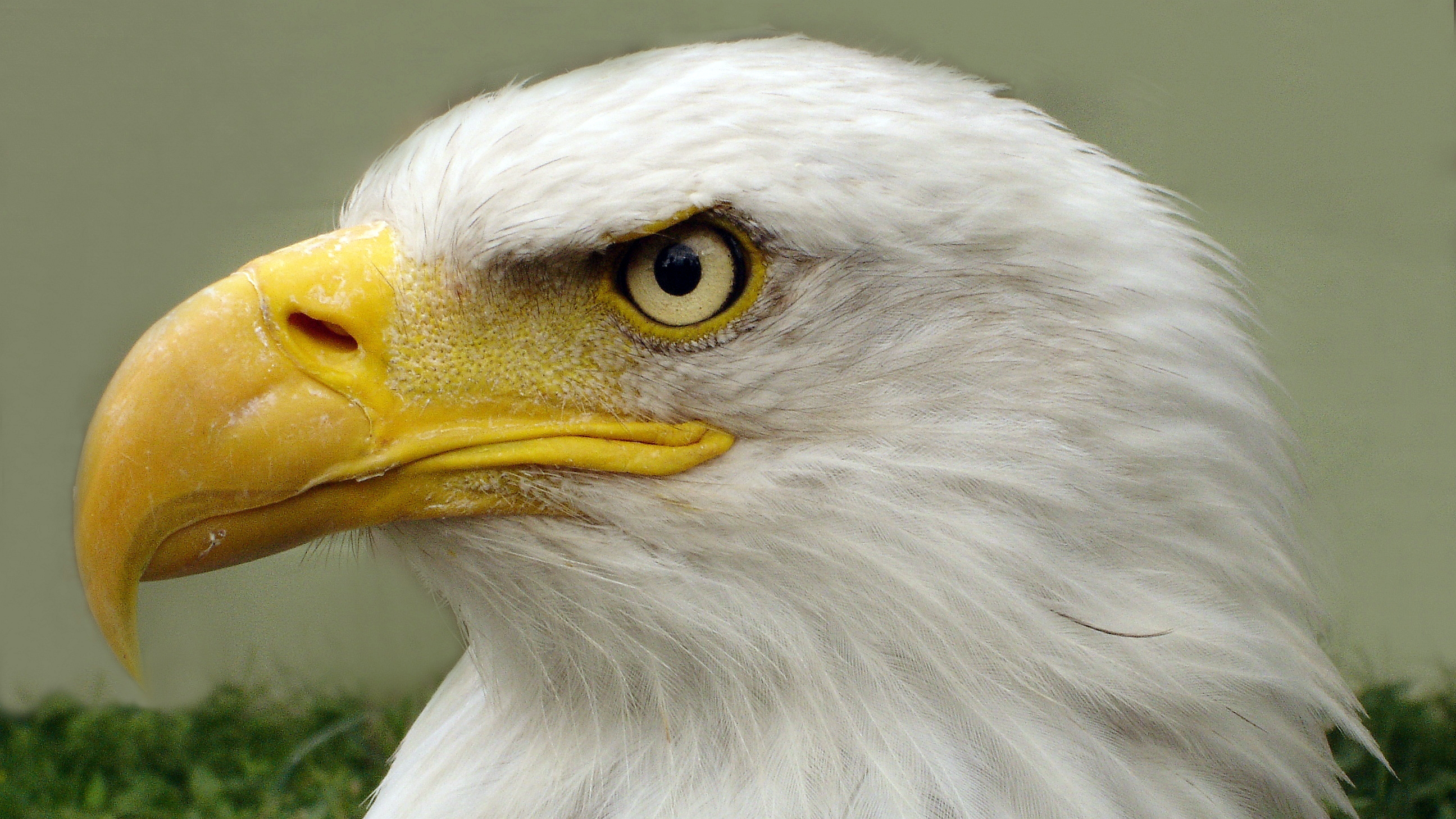 File:Bald eagle closeup 16x9.jpg - Wikimedia Commons