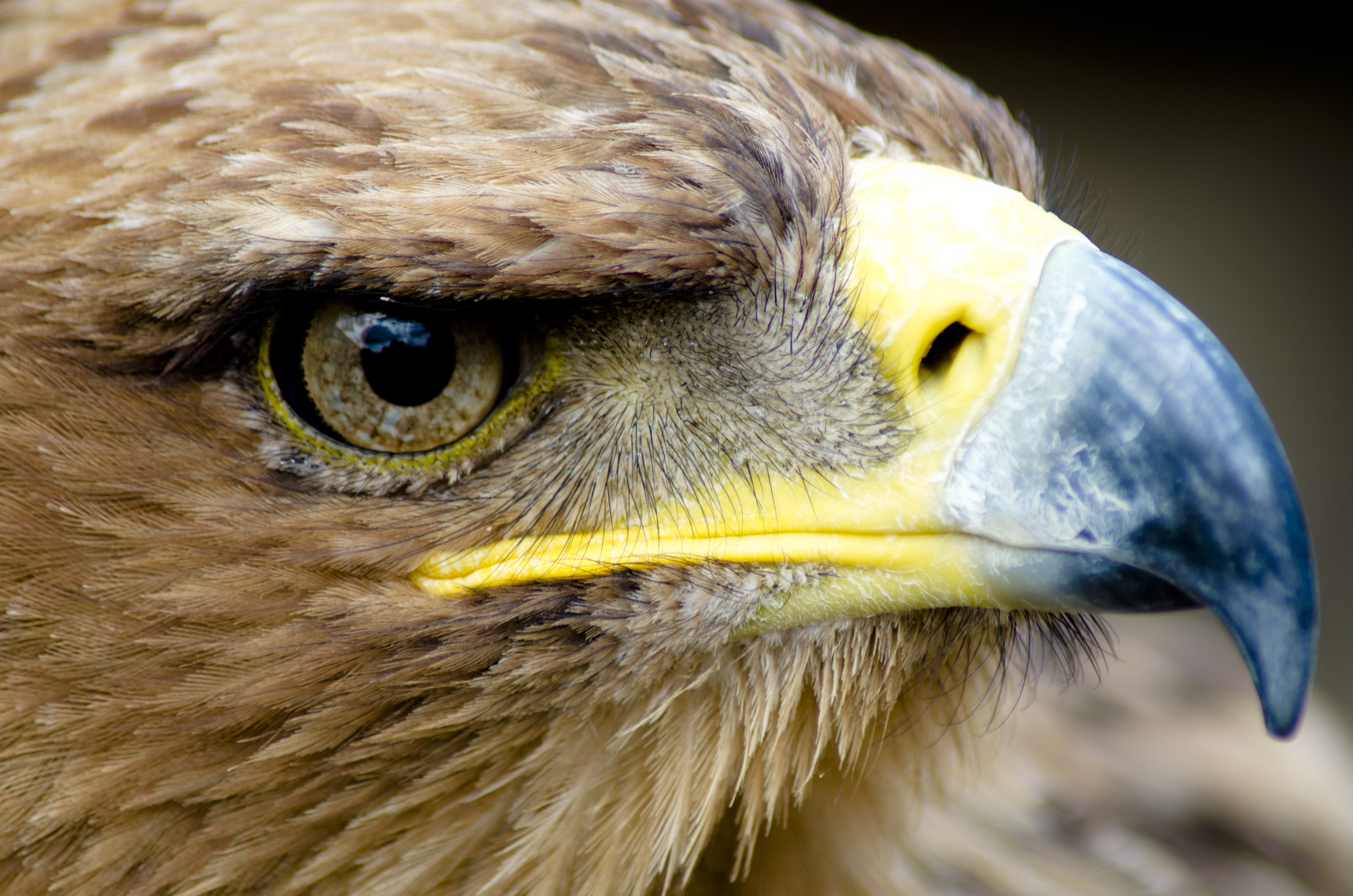 File:Eagle Closeup face.jpg - Wikimedia Commons