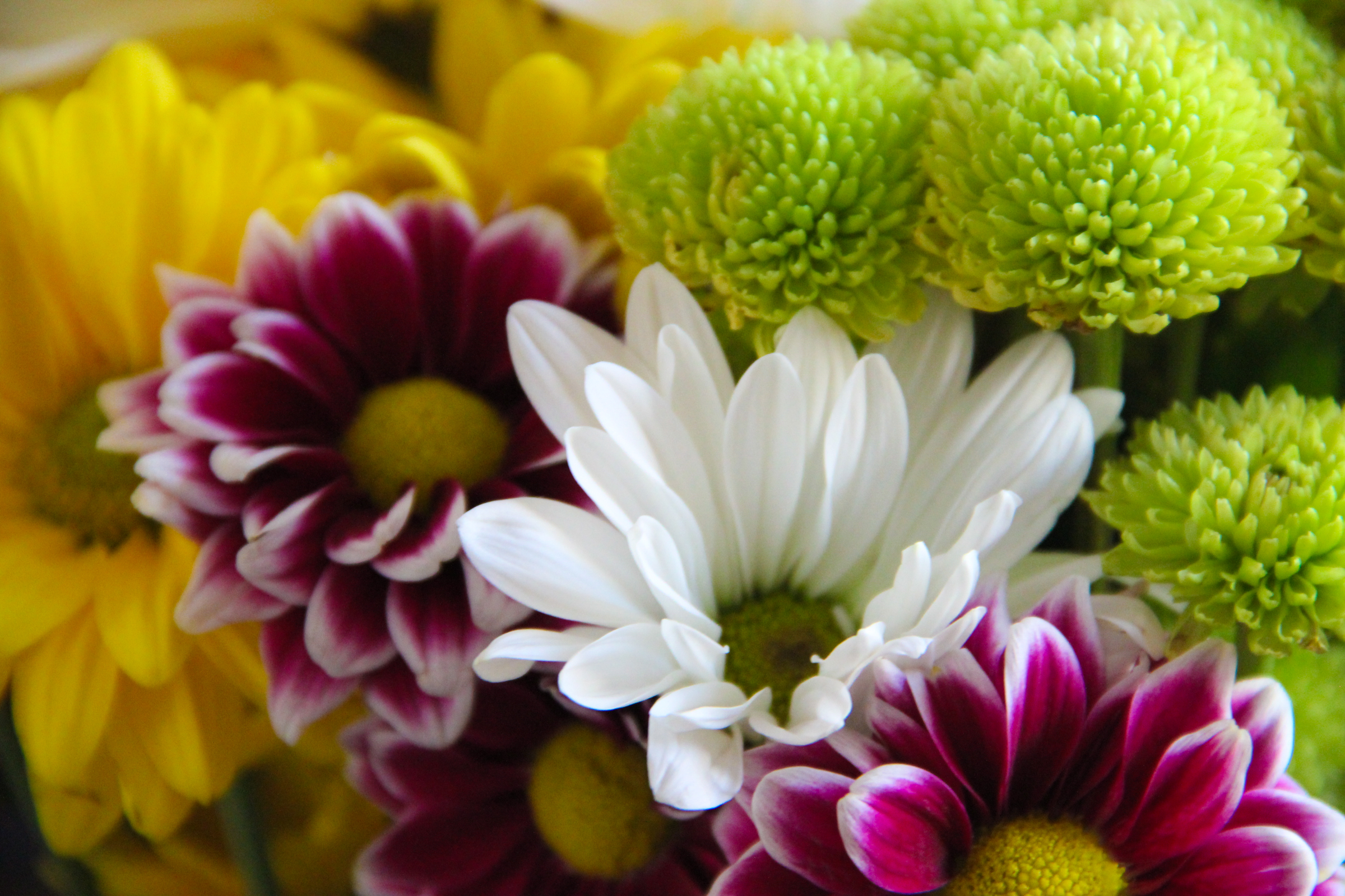 Free Stock Photo of Closeup of Flower Assortment