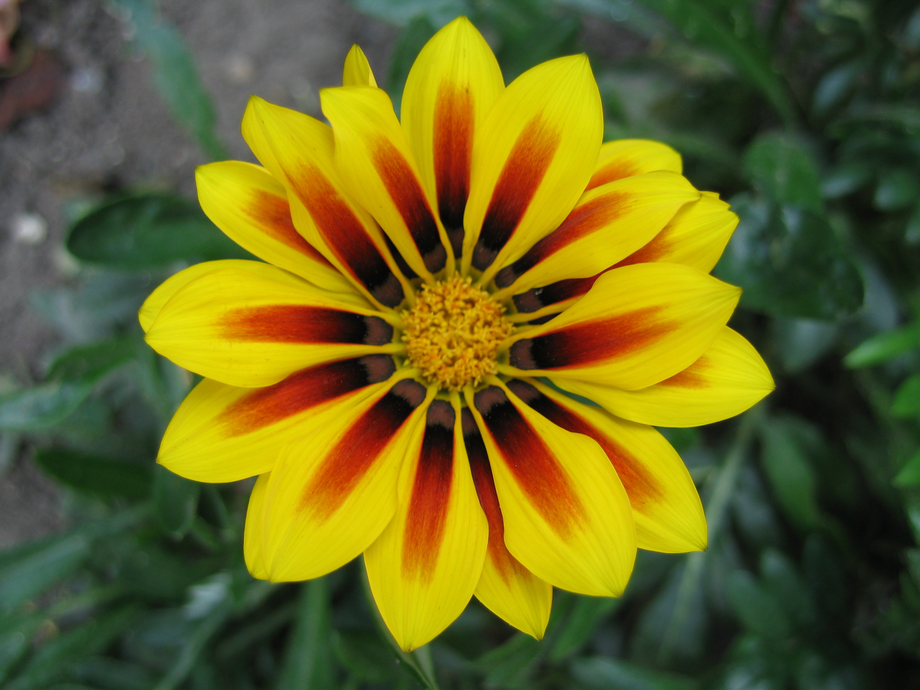 Flowers: Gazania-yellow-orange-striped-daisy-like-flower-closeup-