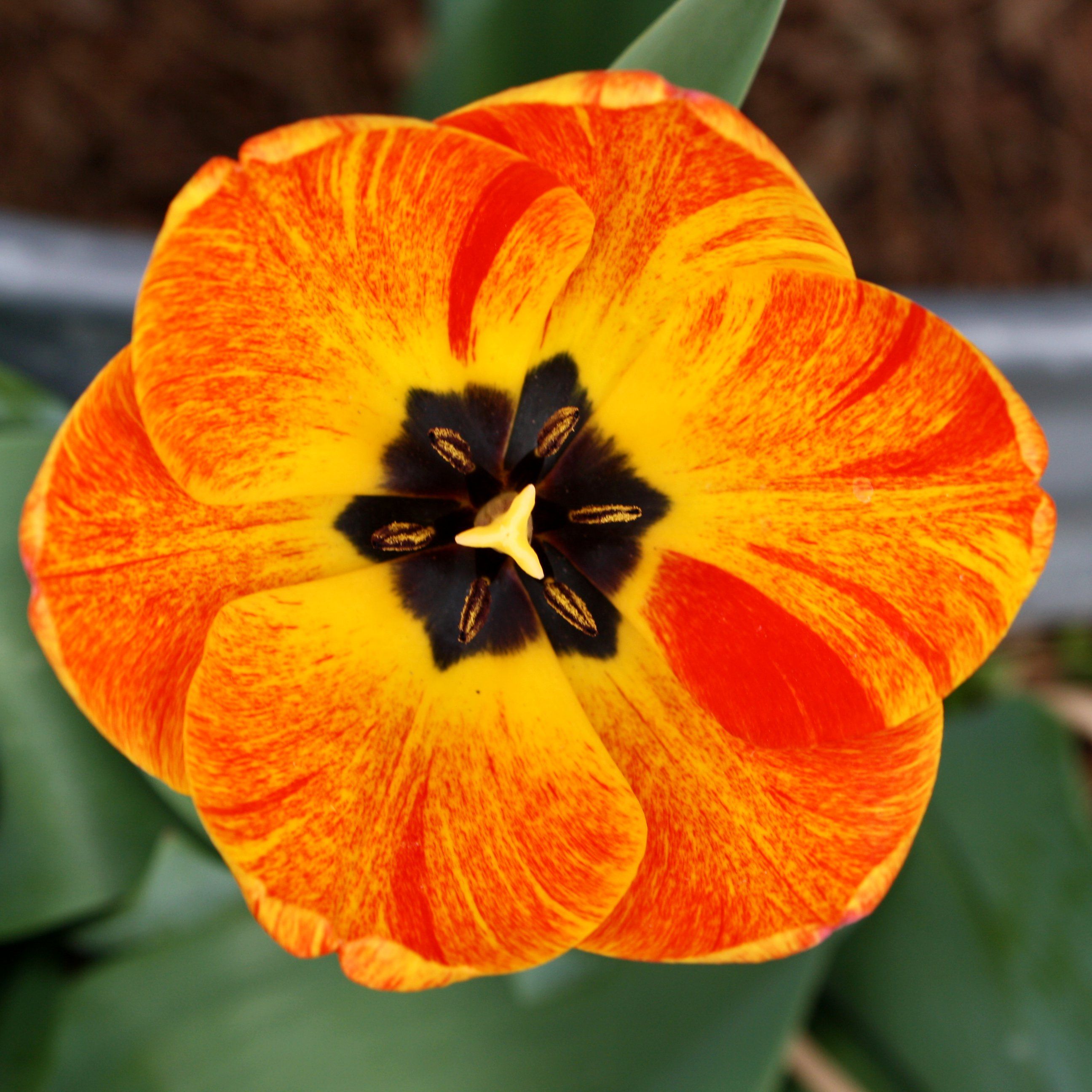 flowers upclose | Orange Flame Tulip Flower Close Up - Free High ...