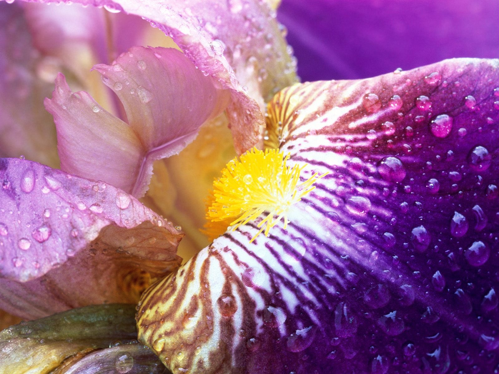 Iris Close Up Wallpaper Flowers Nature Wallpapers in jpg format for ...