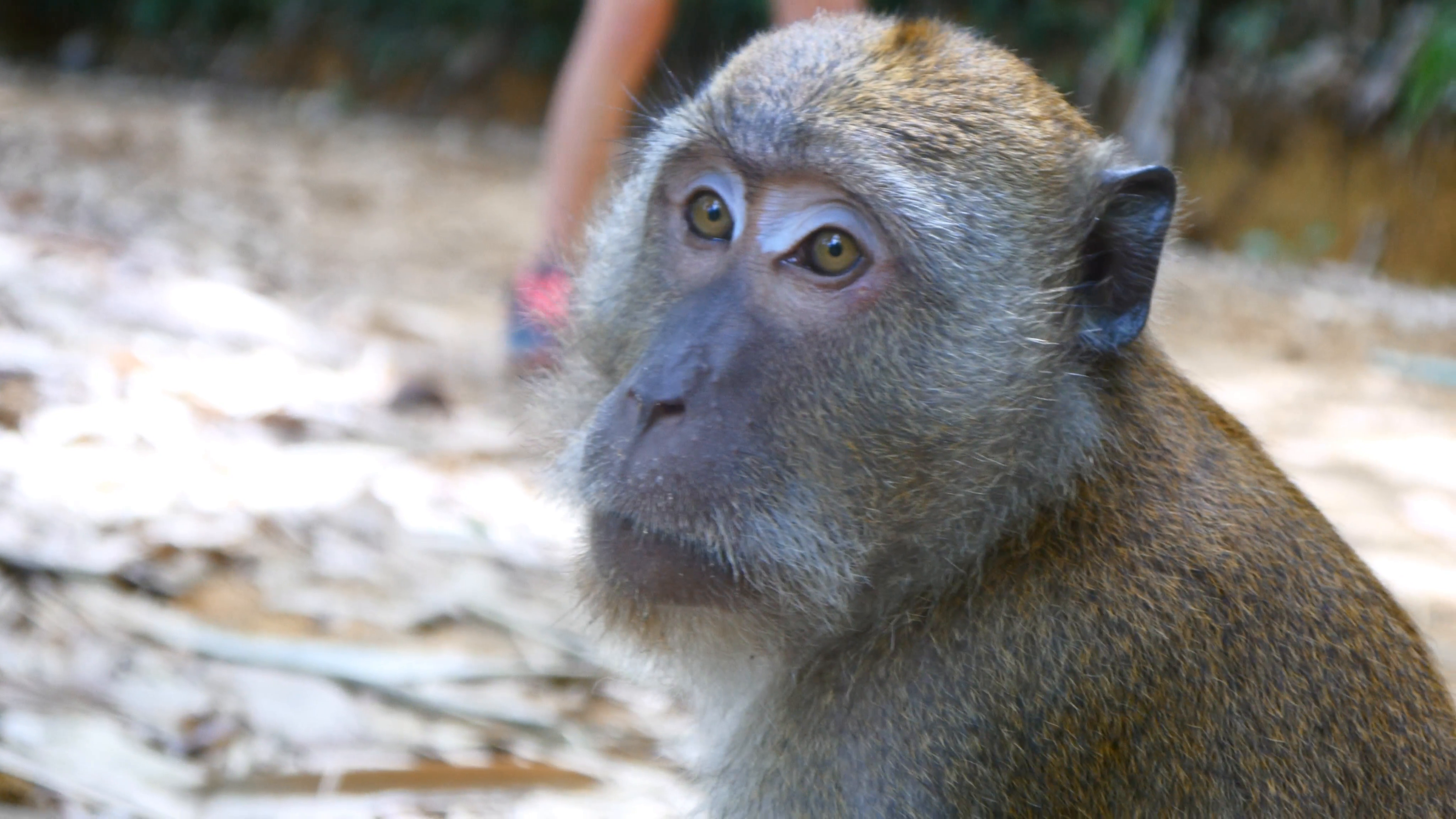 4k monkeys wildlife free animals outdoors care primate ape close up ...