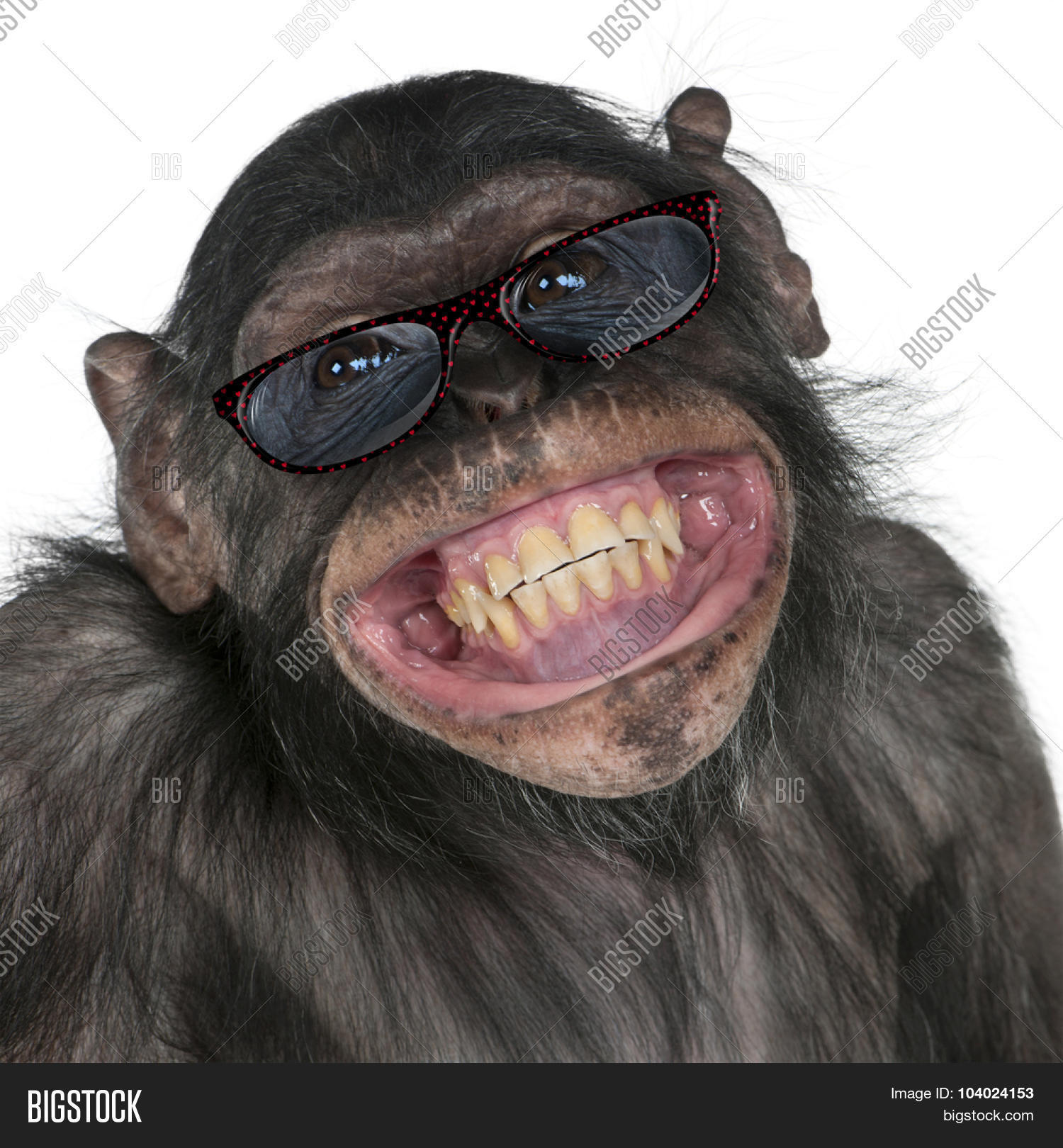 Close- Mixed-Breed Monkey Between Image & Photo | Bigstock