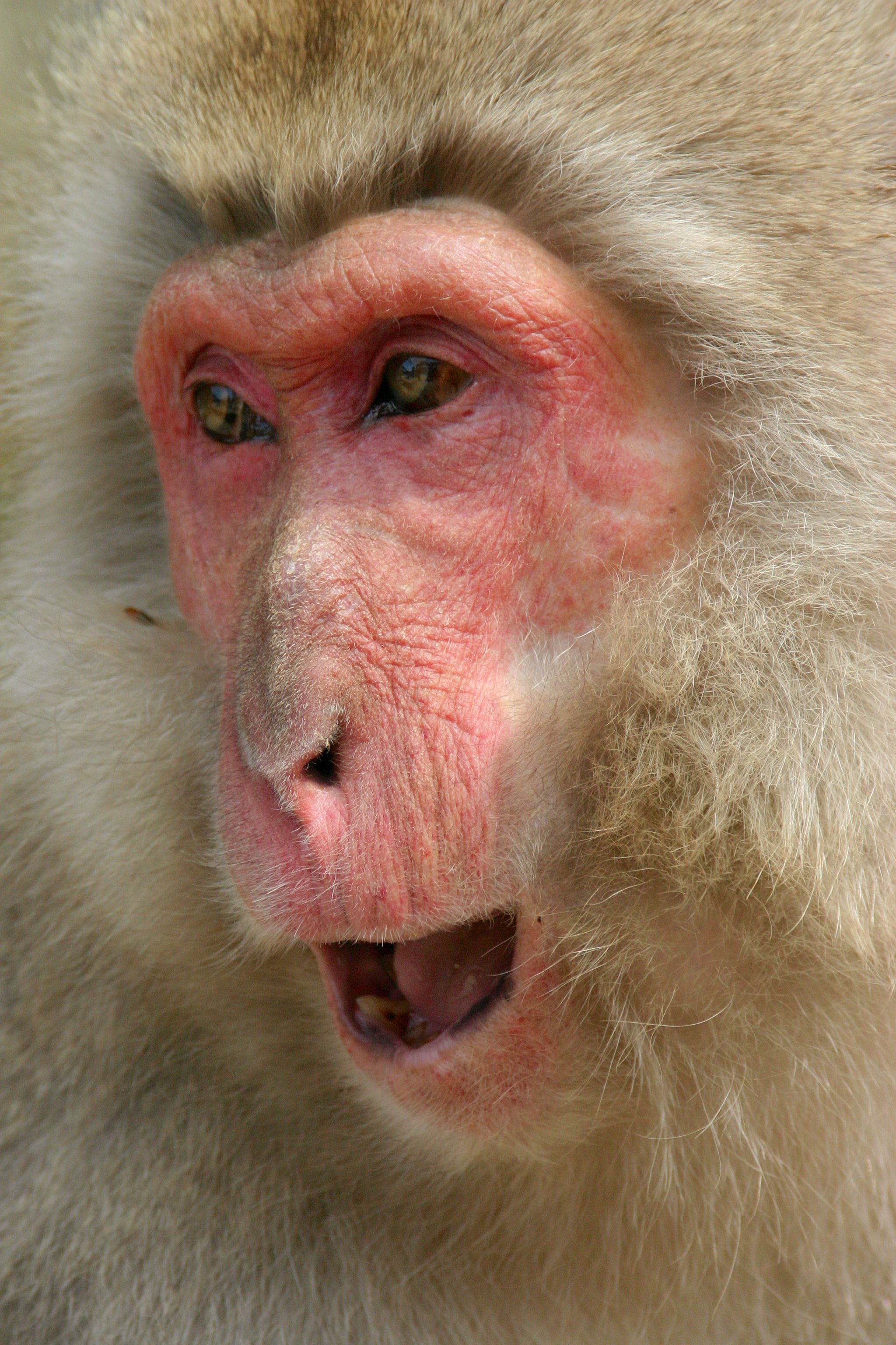 monkey onsen, Japan 2005