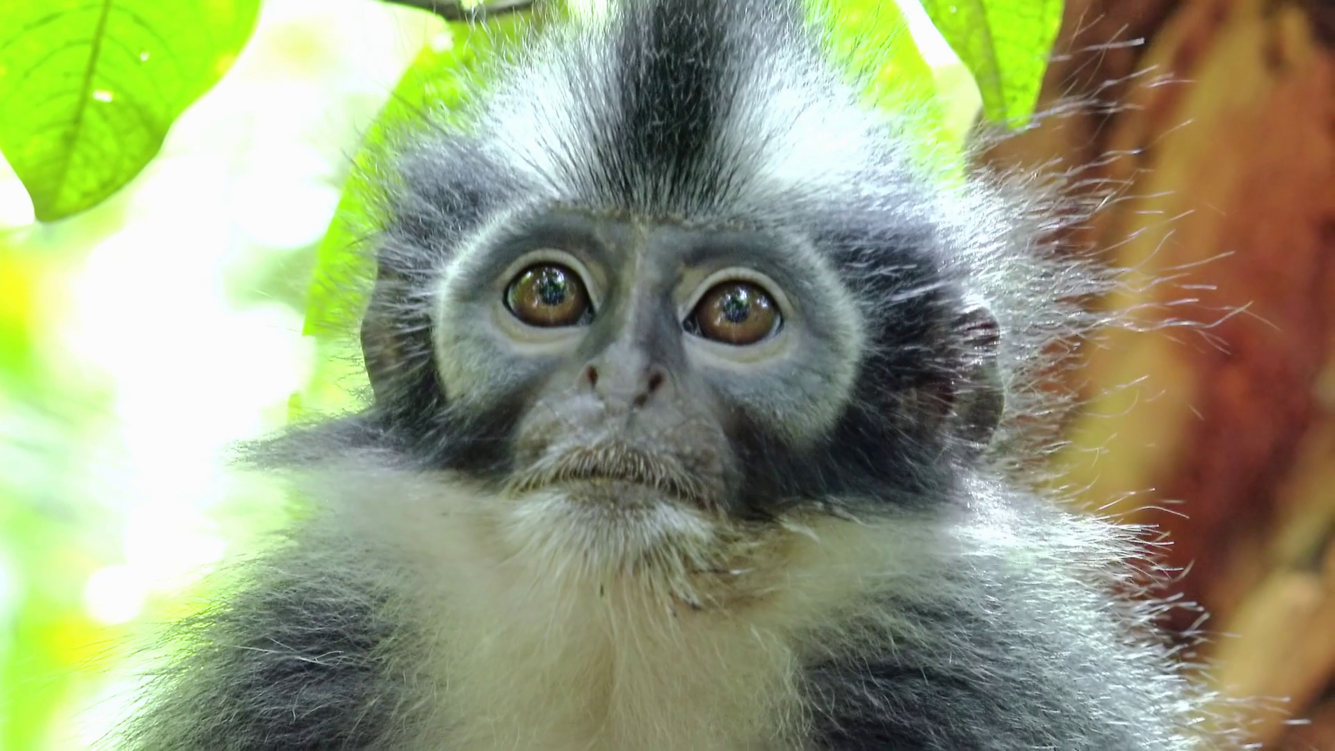Close-up of Thomas's leaf langur monkey sitting on tree and looking ...