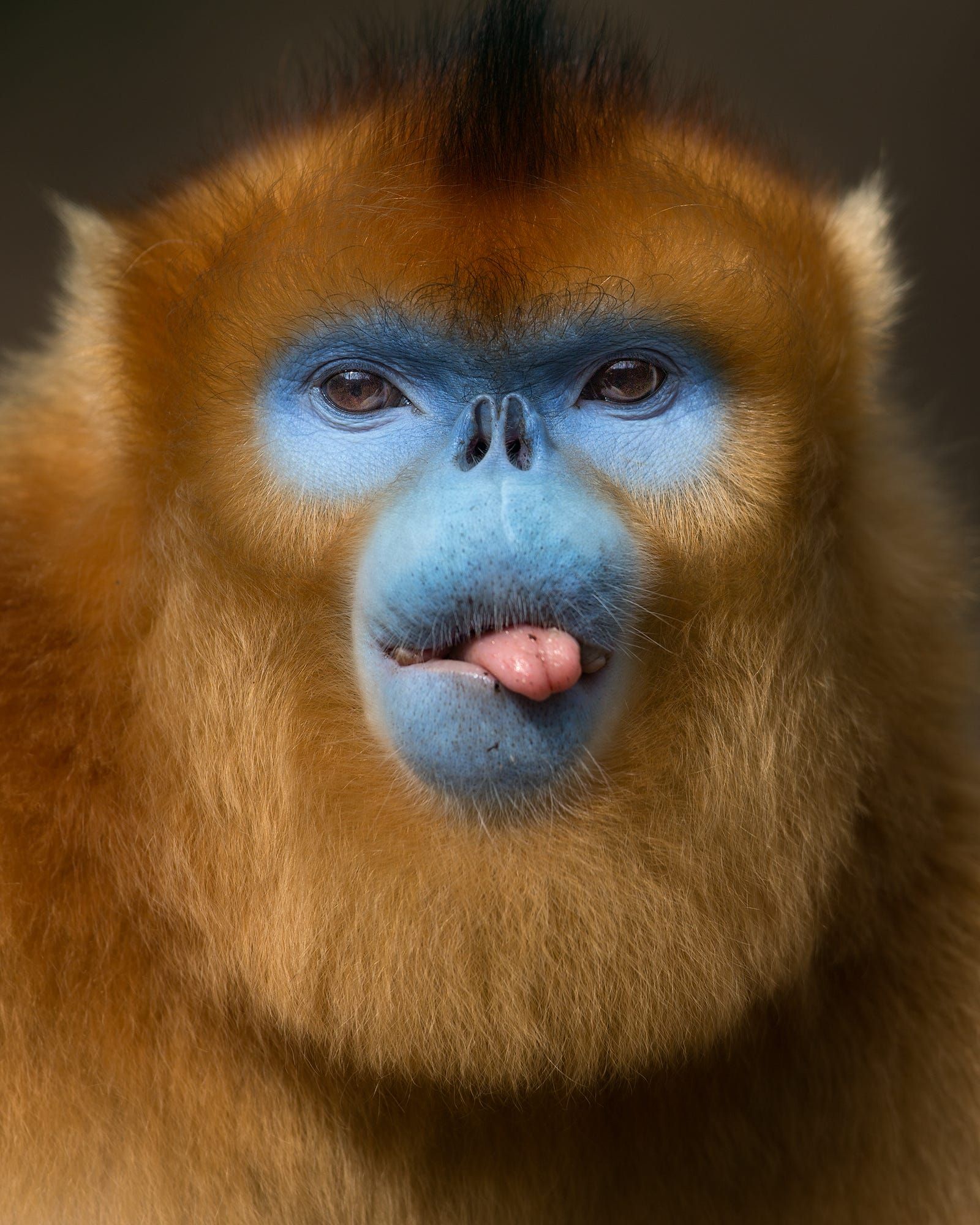 Golden snub-nosed monkey possibly fed up with that photographer ...