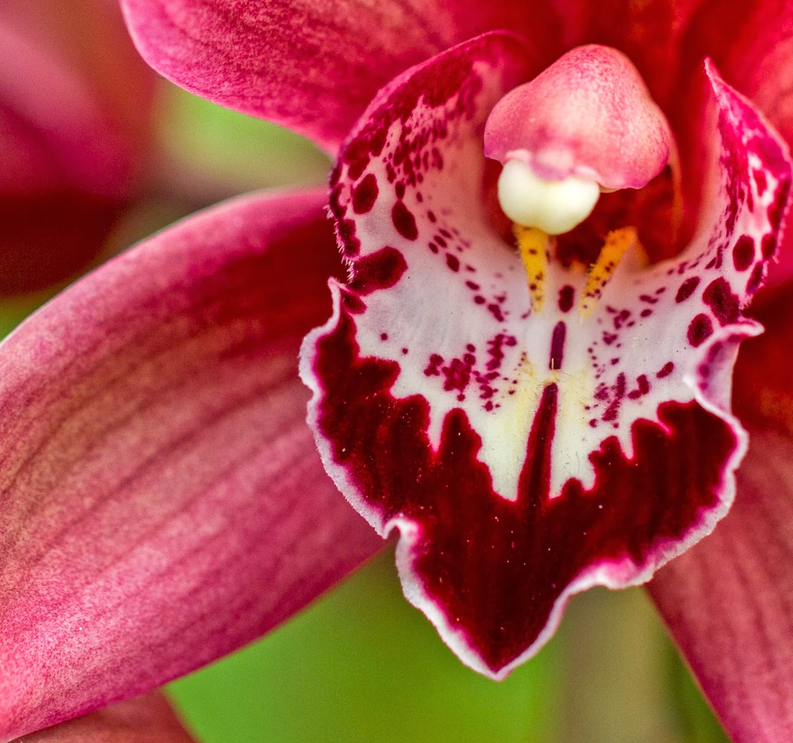 My Pics: Orchid Close Up