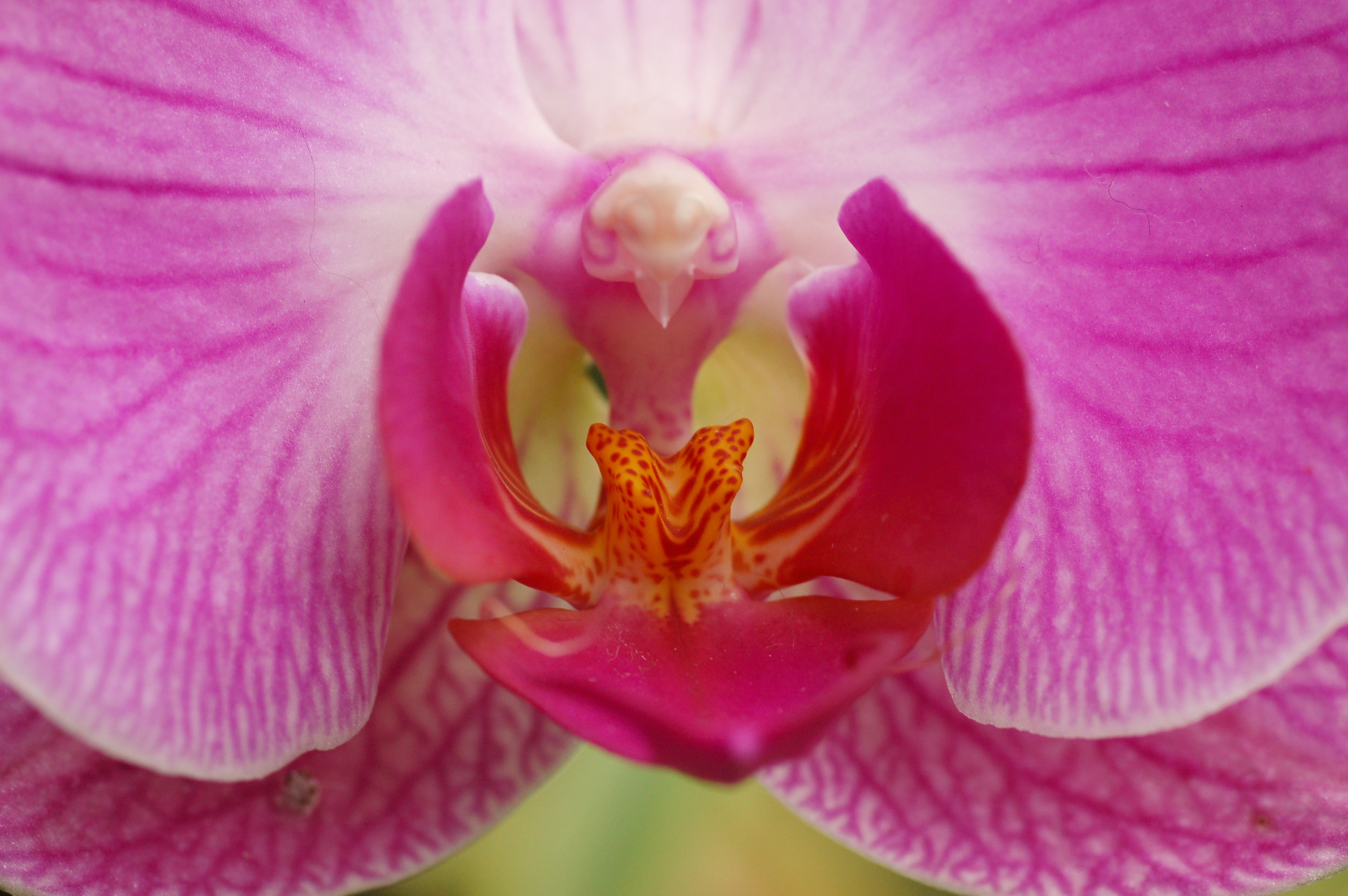 File:Orchid X Doritaenopsis 'Dorado' Closeup 3008px.jpg - Wikimedia ...