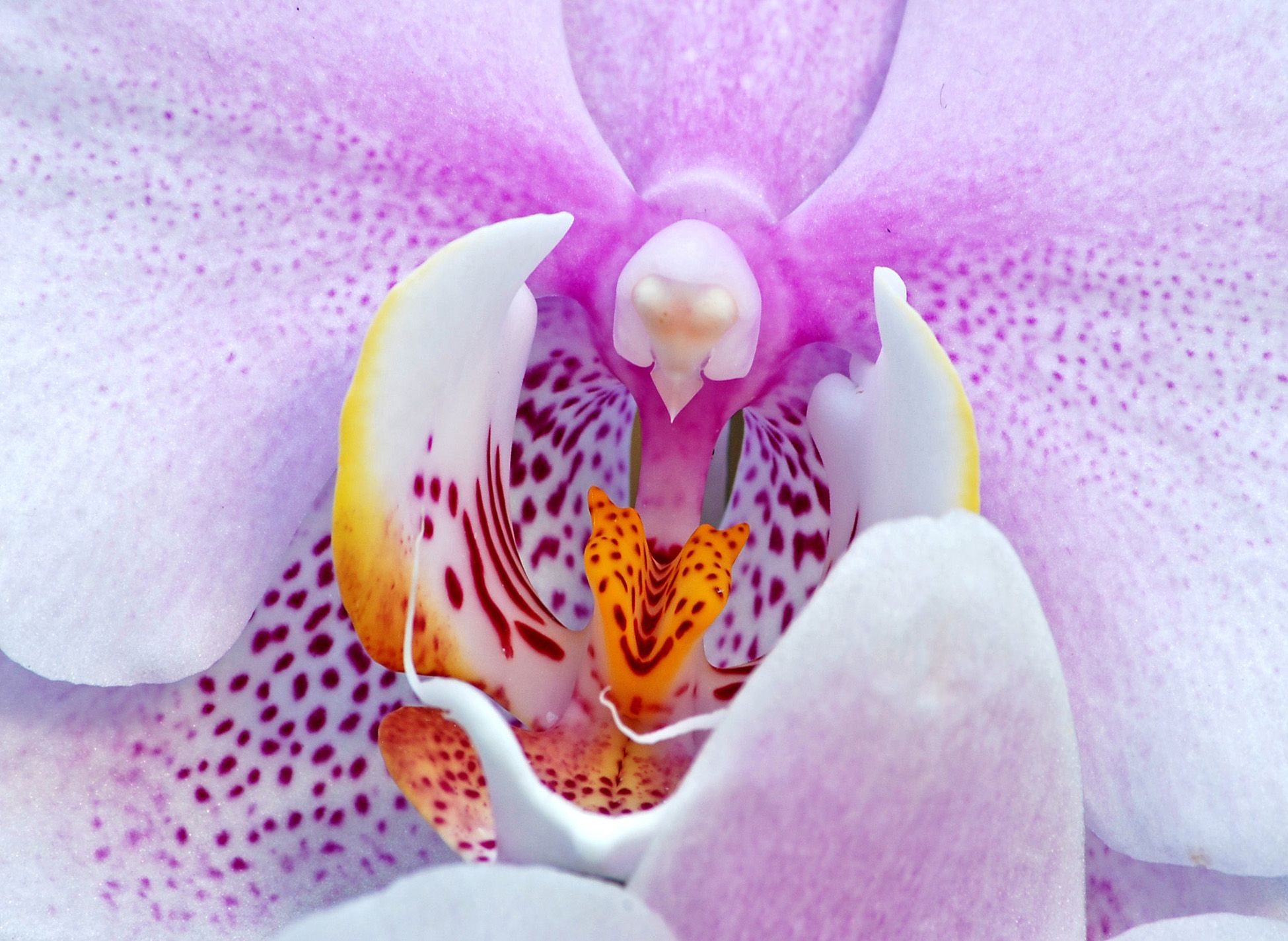 orchid up close - Google Search | Close Up Nature Item Project ...