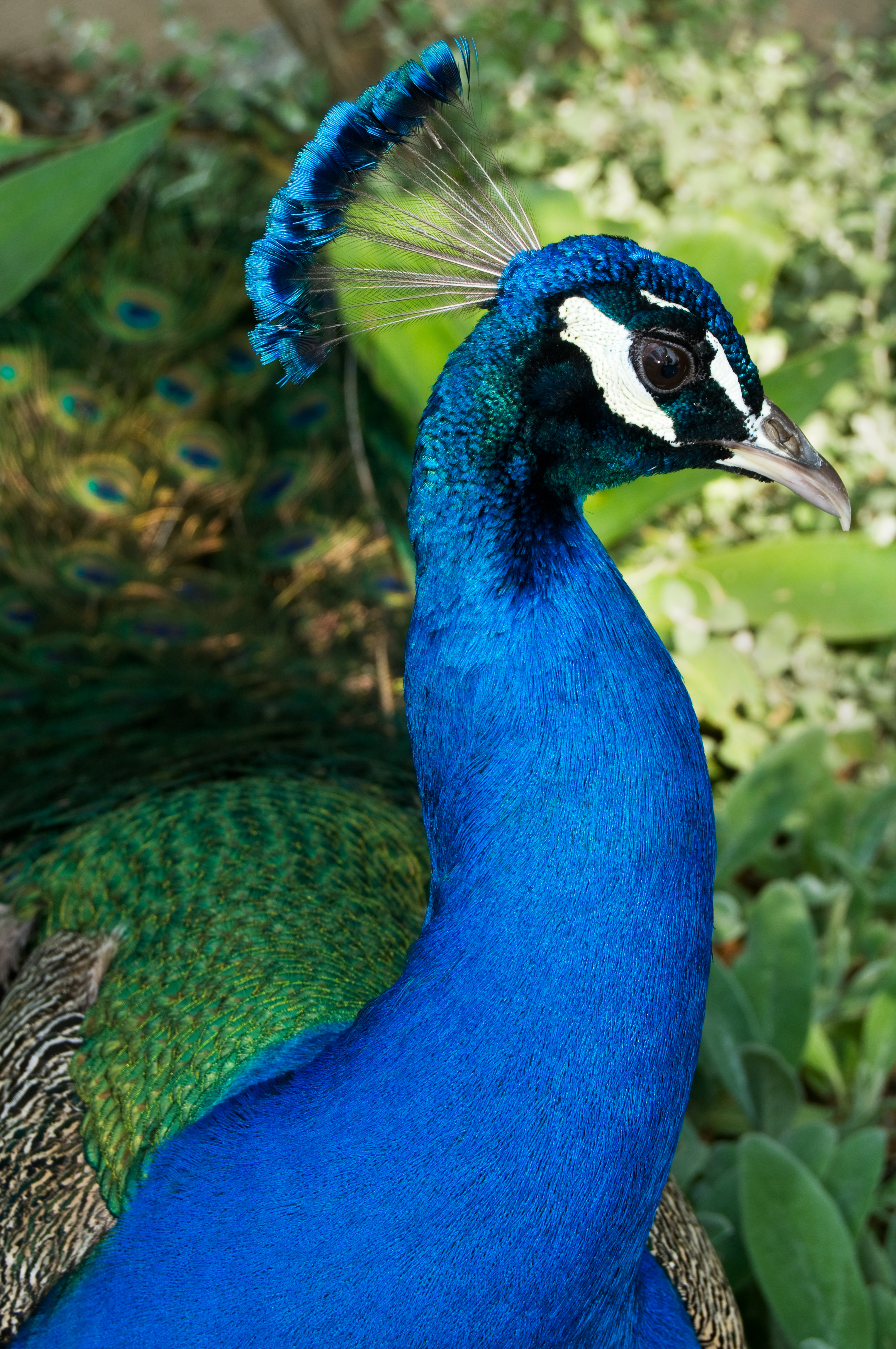 File:Male peacock close-up.jpg - Wikimedia Commons