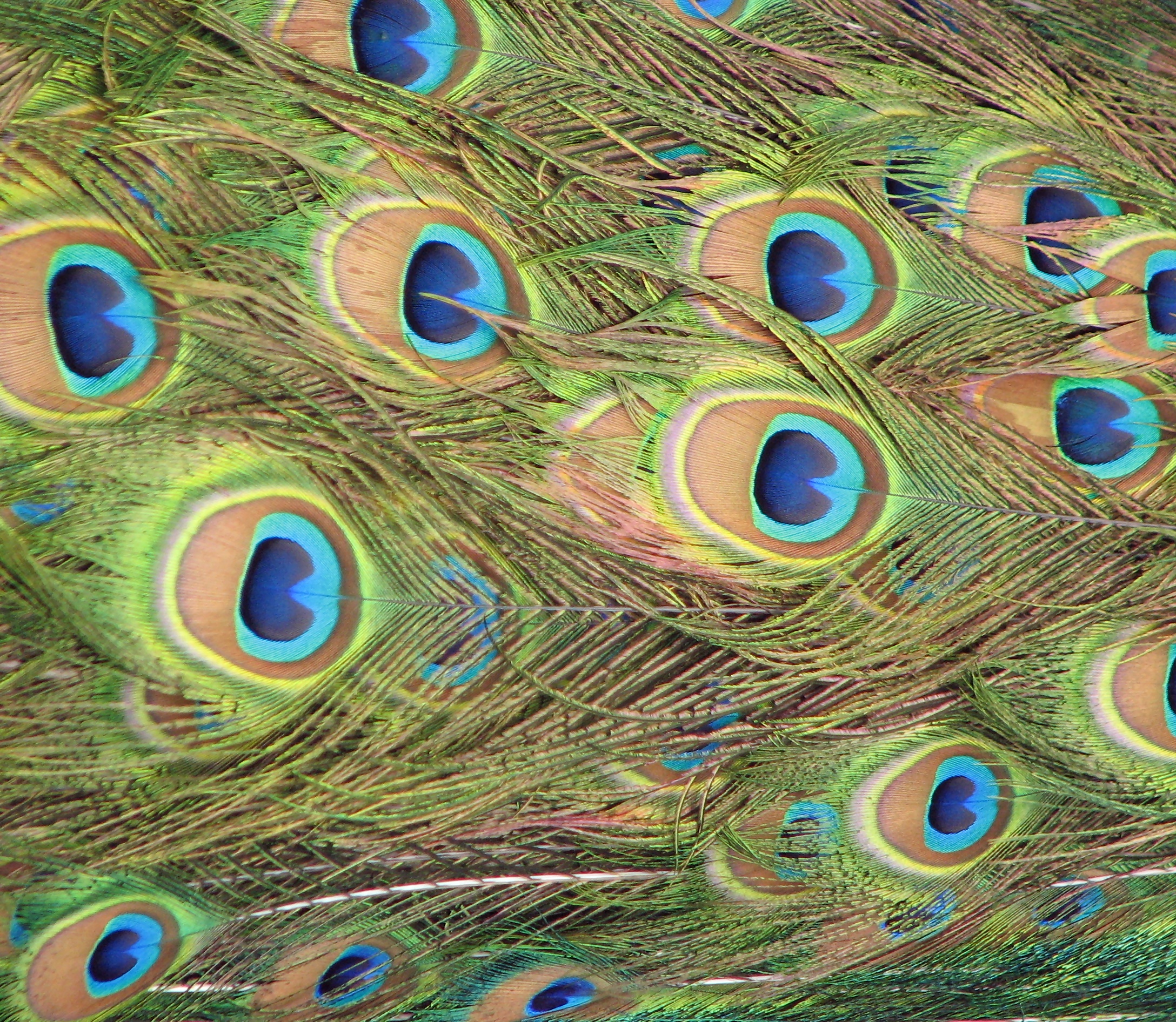 Closeup of peacock feathers photo