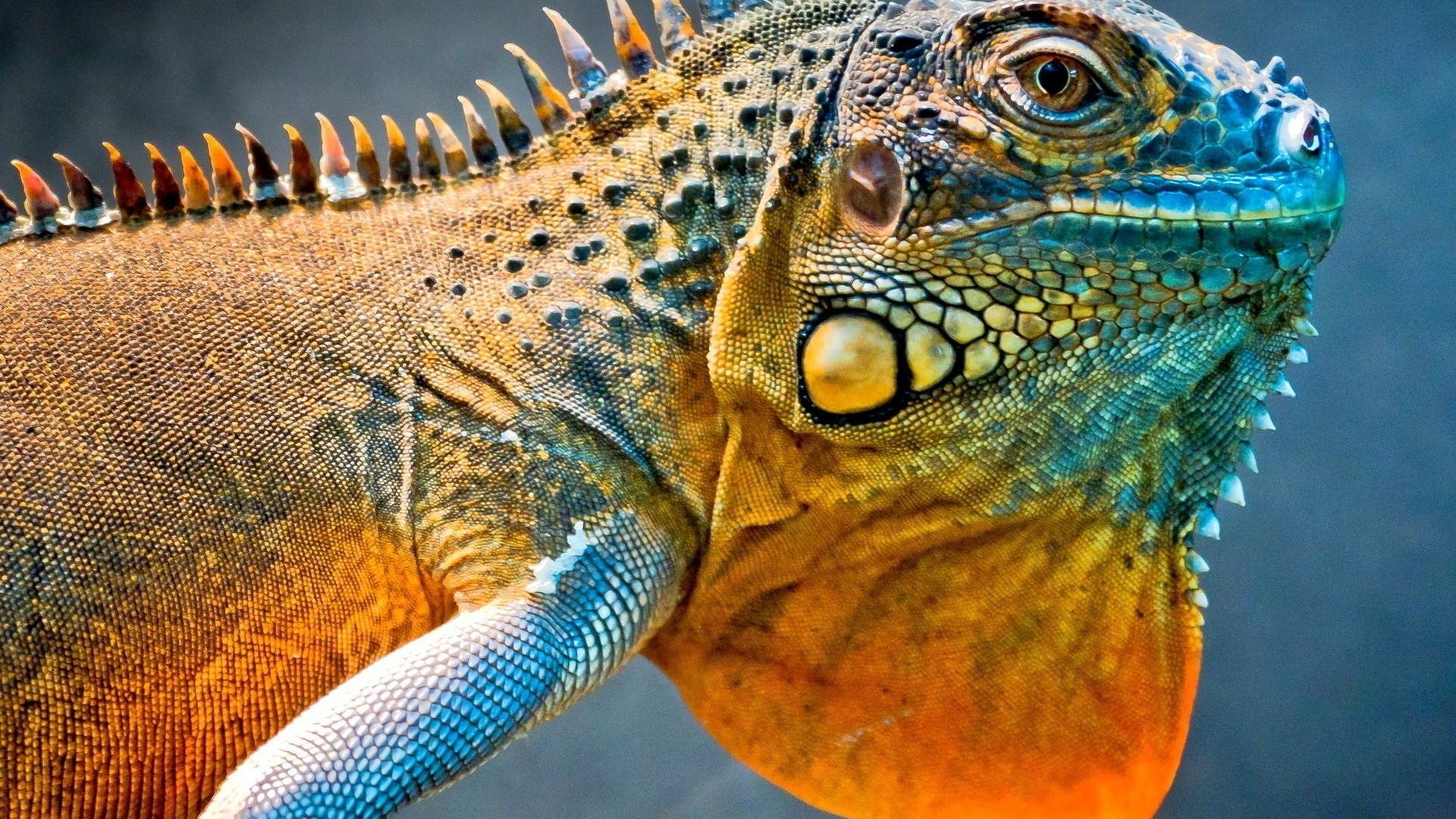 Close-up scales reptiles iguana wallpaper | (115027)