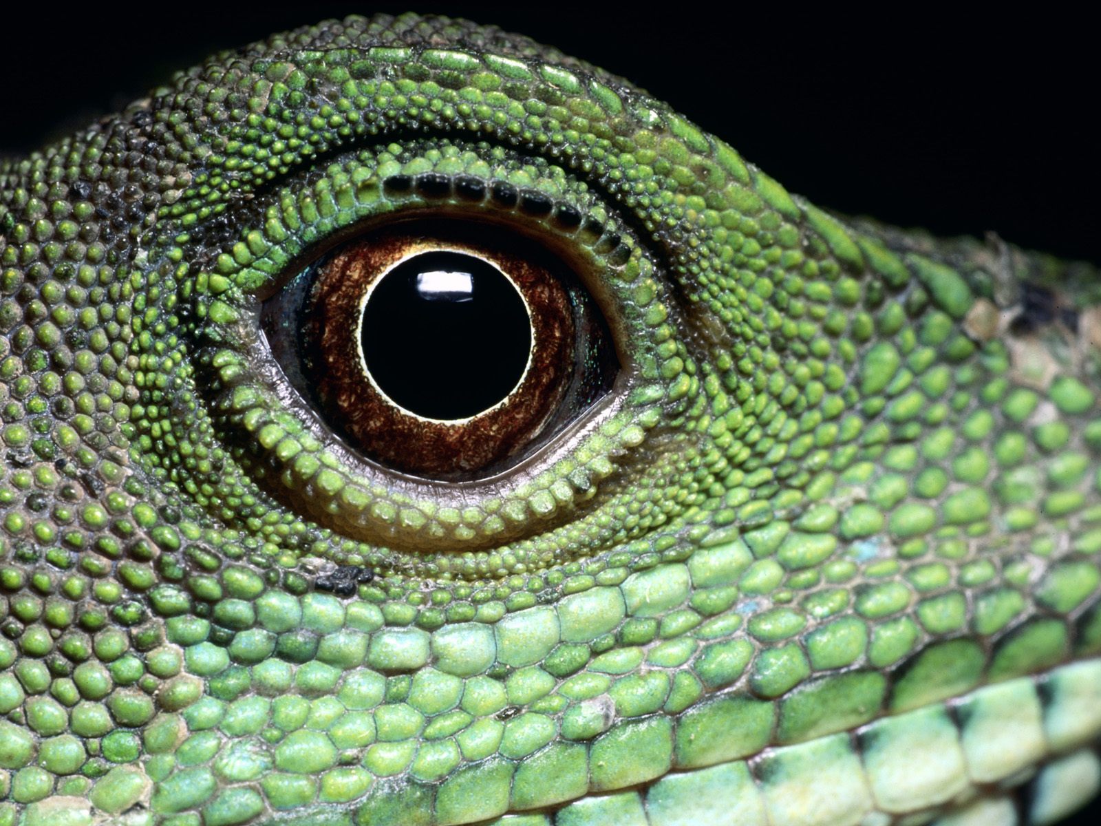 Download Background - Reptile Close-Up - Free Cool Backgrounds and ...