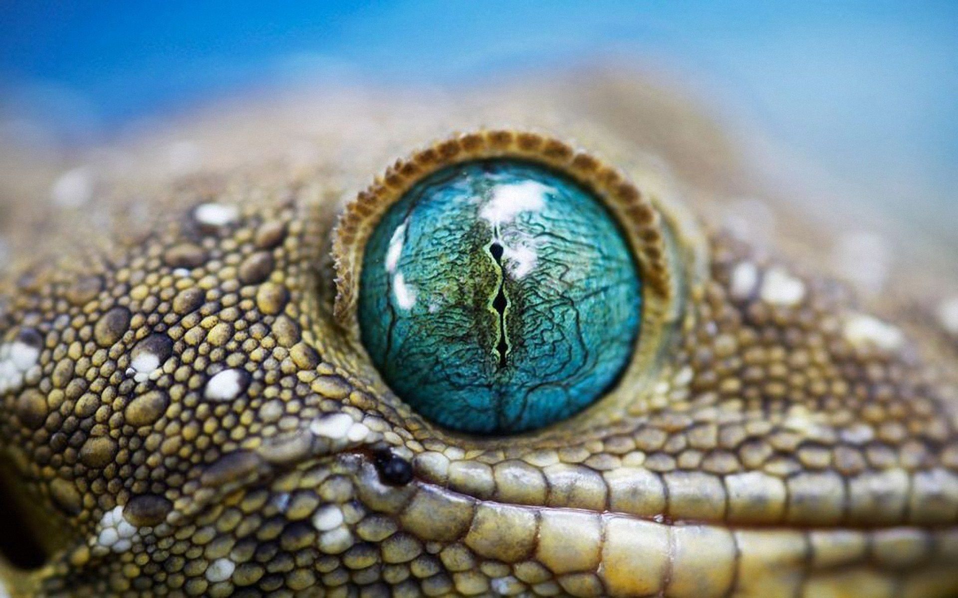 eye close up - Google Search | Beautiful | Pinterest | Reptiles ...