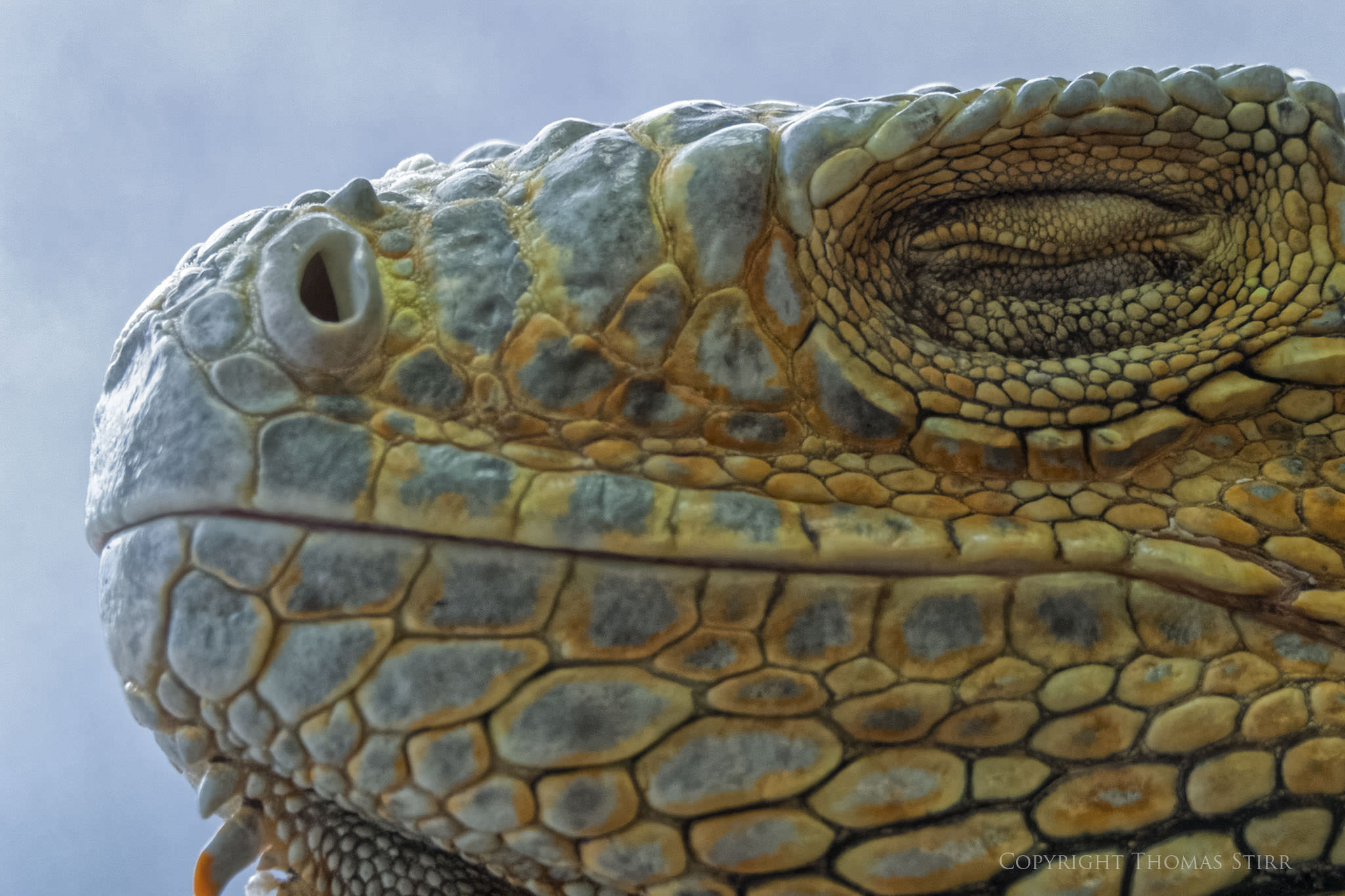 Photographing Captive Reptiles - Photography Life