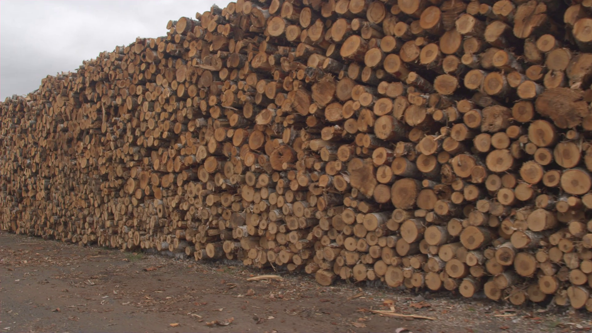 CLOSE UP Endless row of perfectly stacked log pile under the cloudy ...