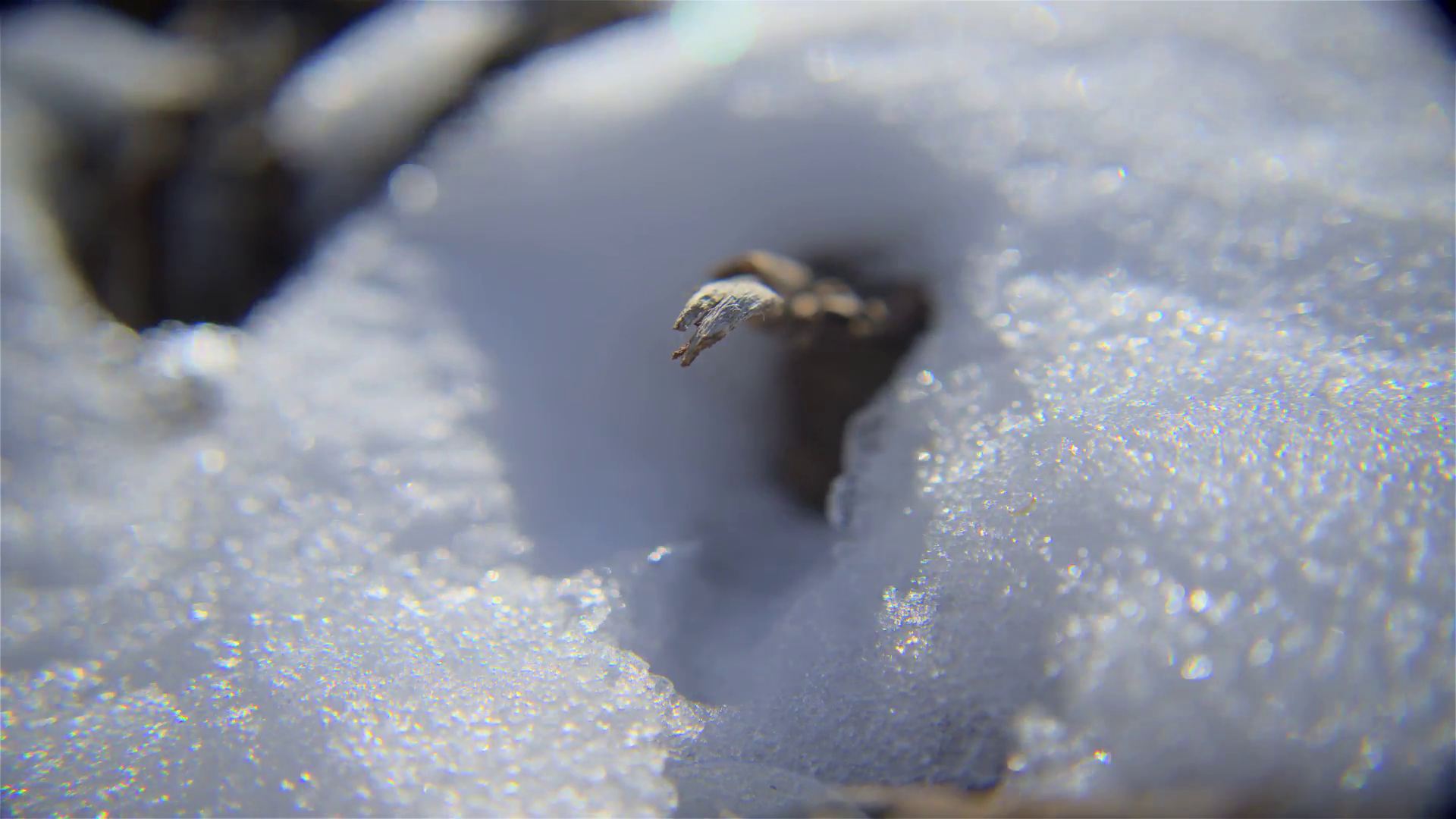 Time-lapse shot of extreme close-up of snow melting on plant ...
