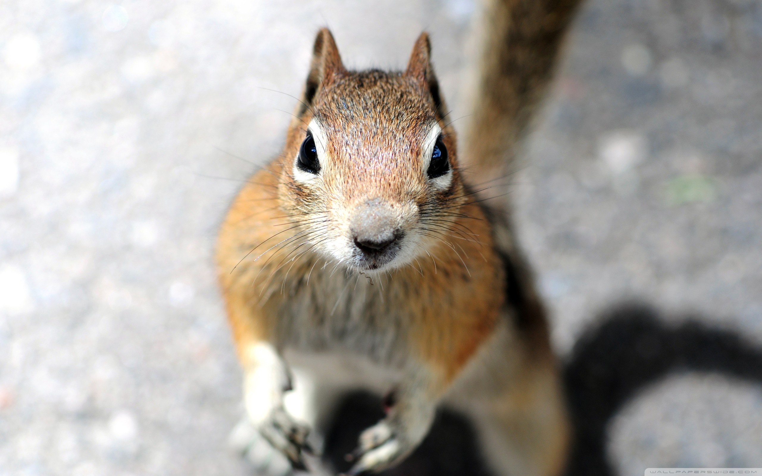 Close-up Of A Squirrel's Face Looking Into The Camera ❤ 4K HD ...