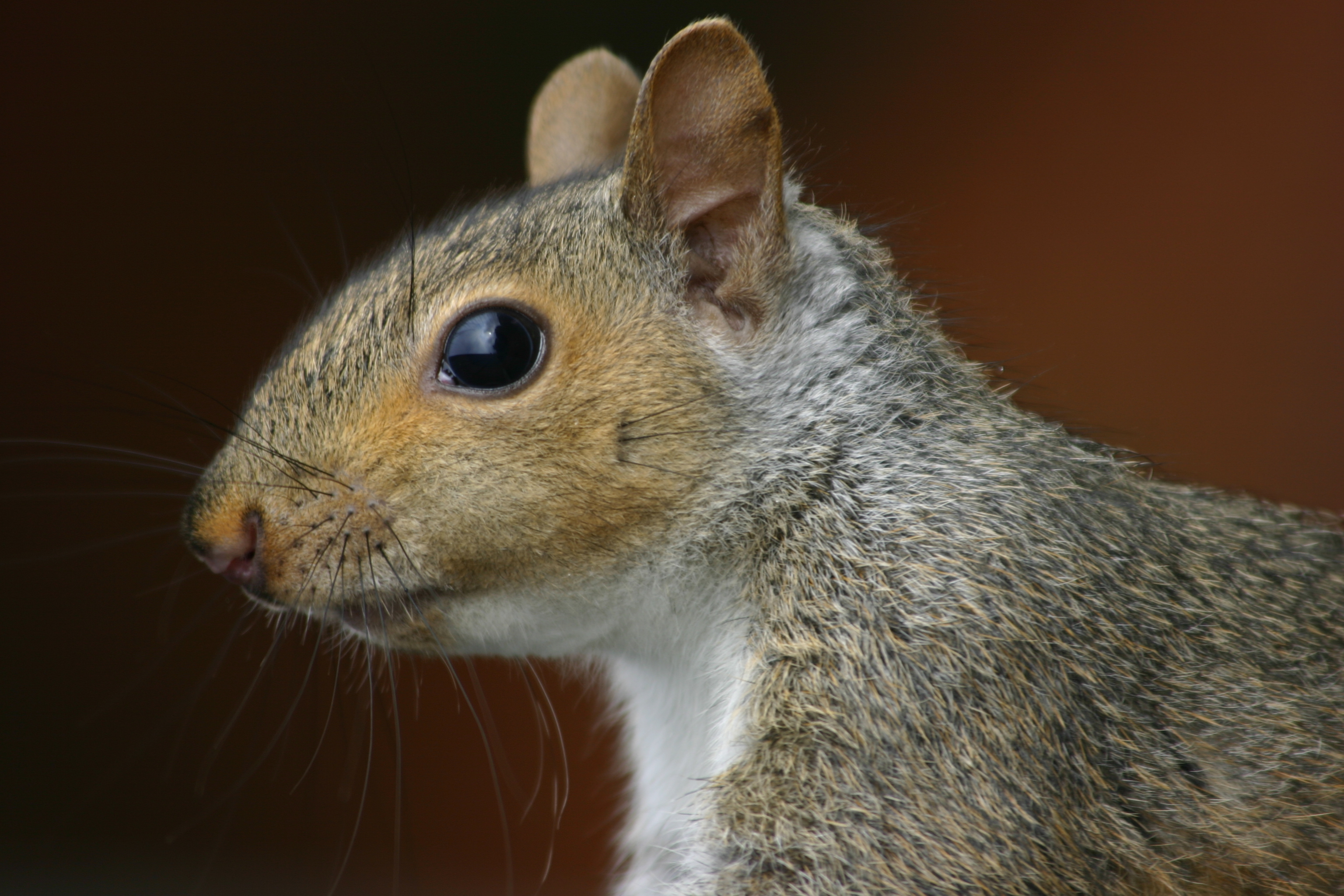 File:Squirrel closeup profile.gk.jpg - Wikimedia Commons