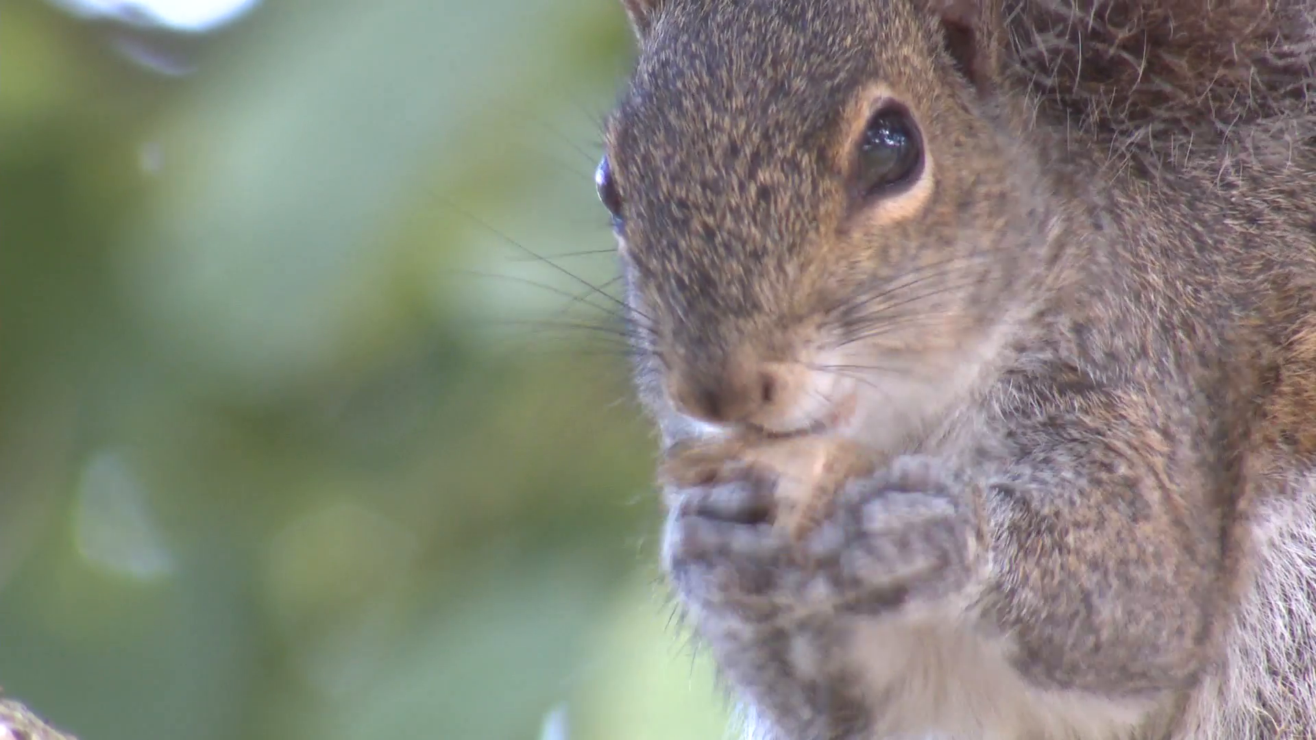 Gray Squirrel Lone Feeding Winter Closeup Stock Video Footage ...
