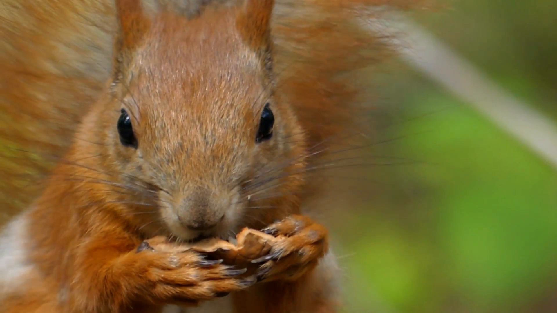 Beautiful Close up Shot in the Forest. Red Squirrel Eats a Nut ...