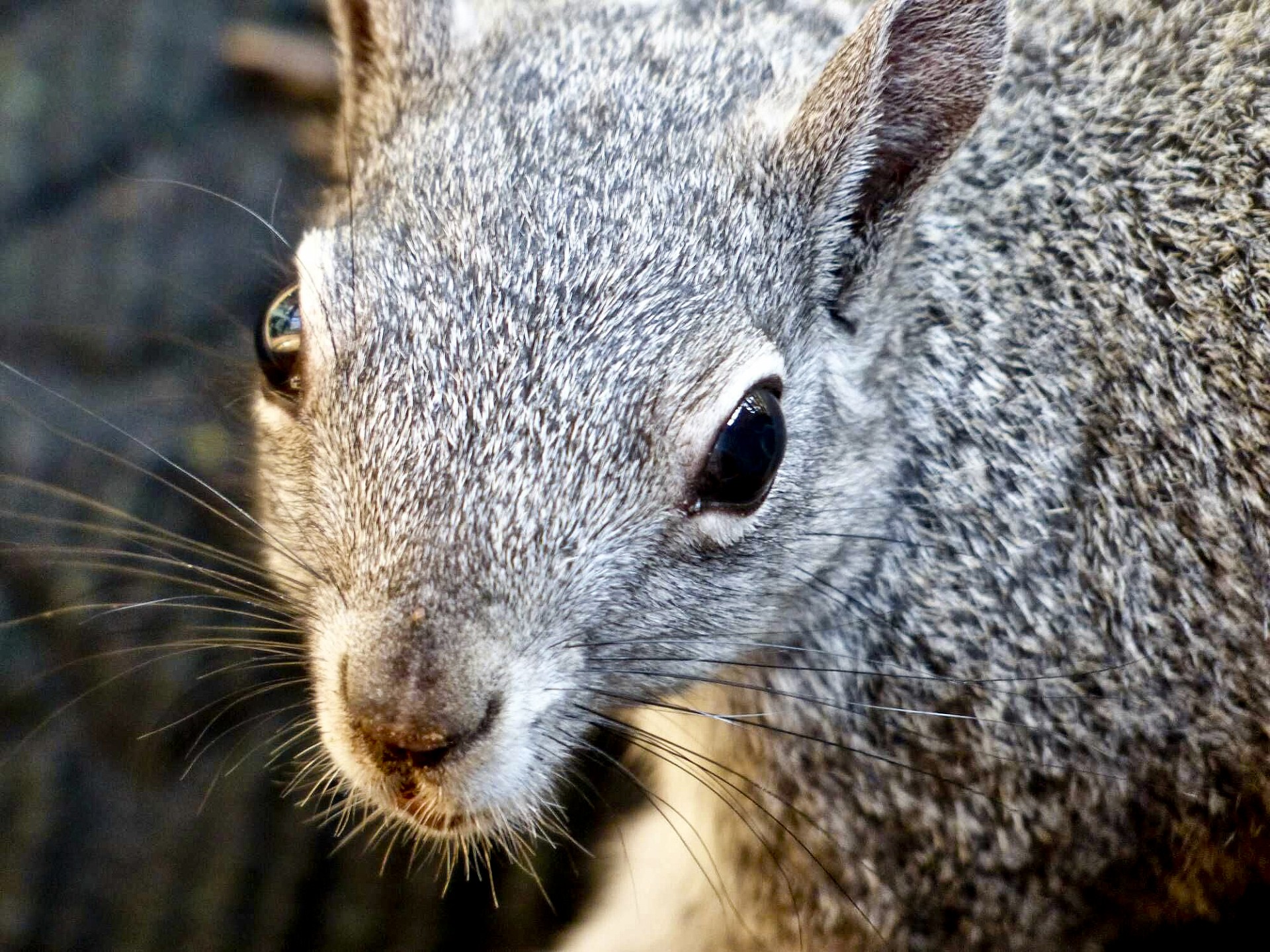 Closeup Squirrel Face Free Stock Photo - Public Domain Pictures
