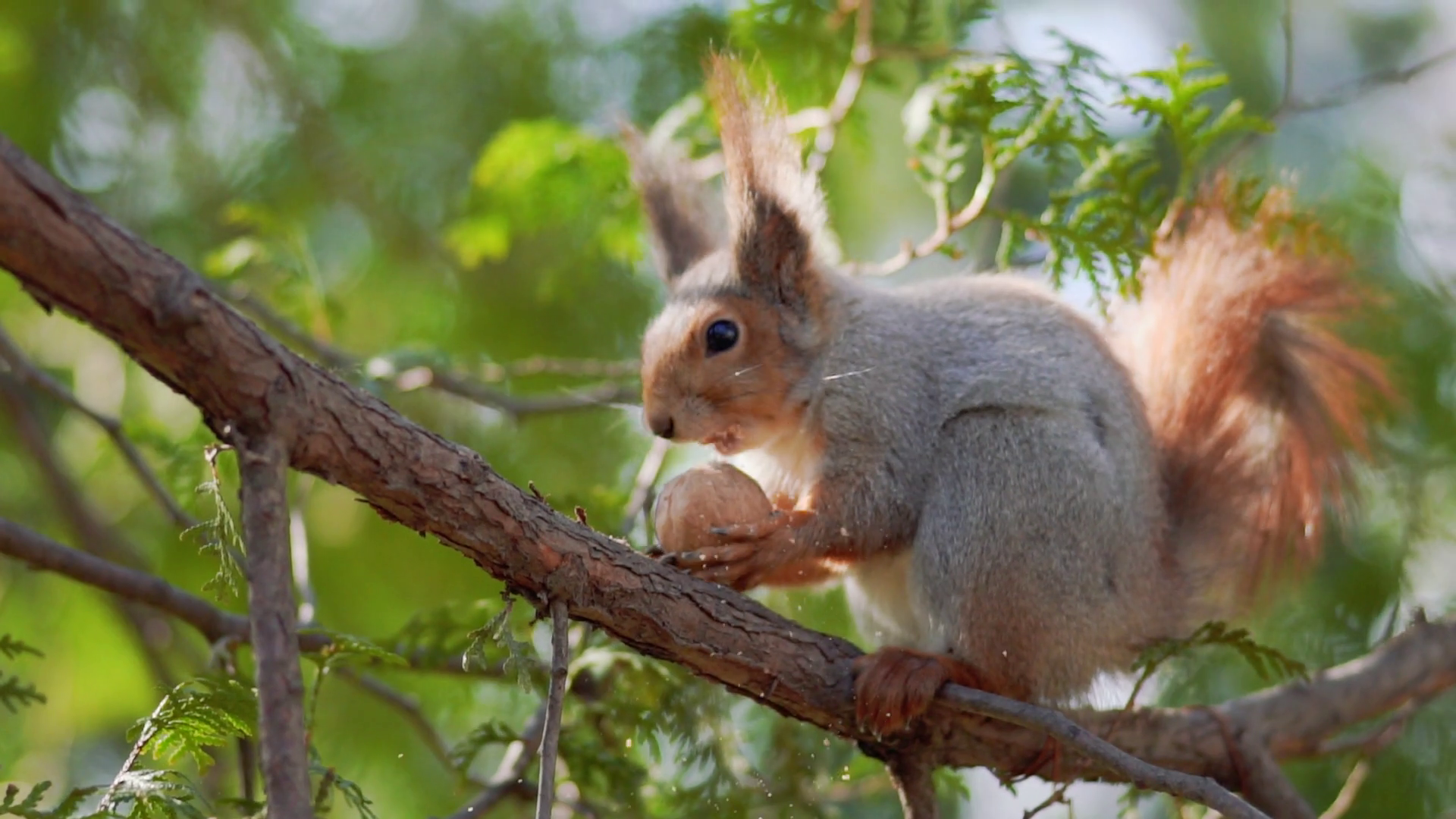 Close up Squirrel Eats a Nut in a tree Stock Video Footage - Videoblocks