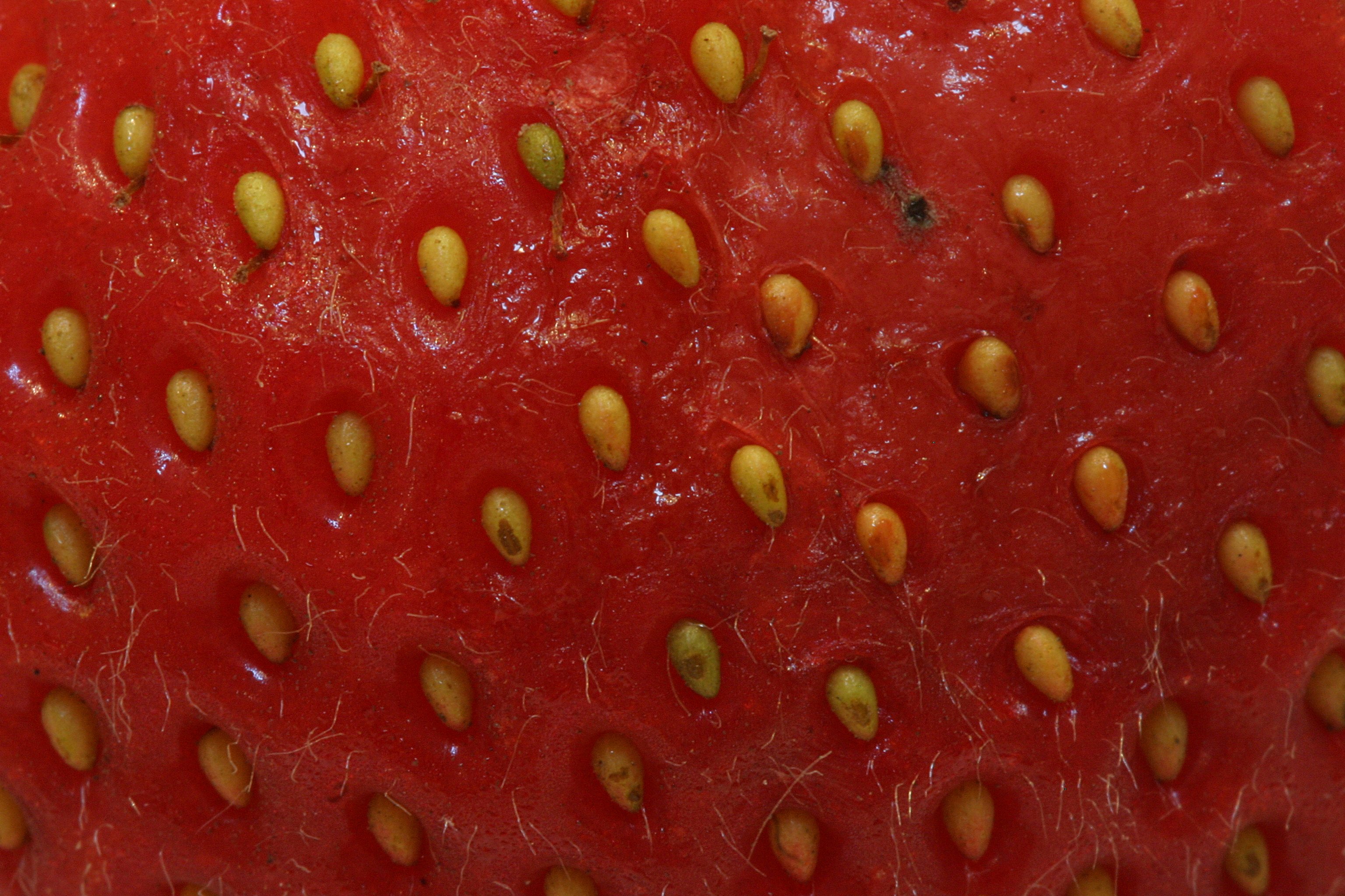 Close-up of strawberries photo