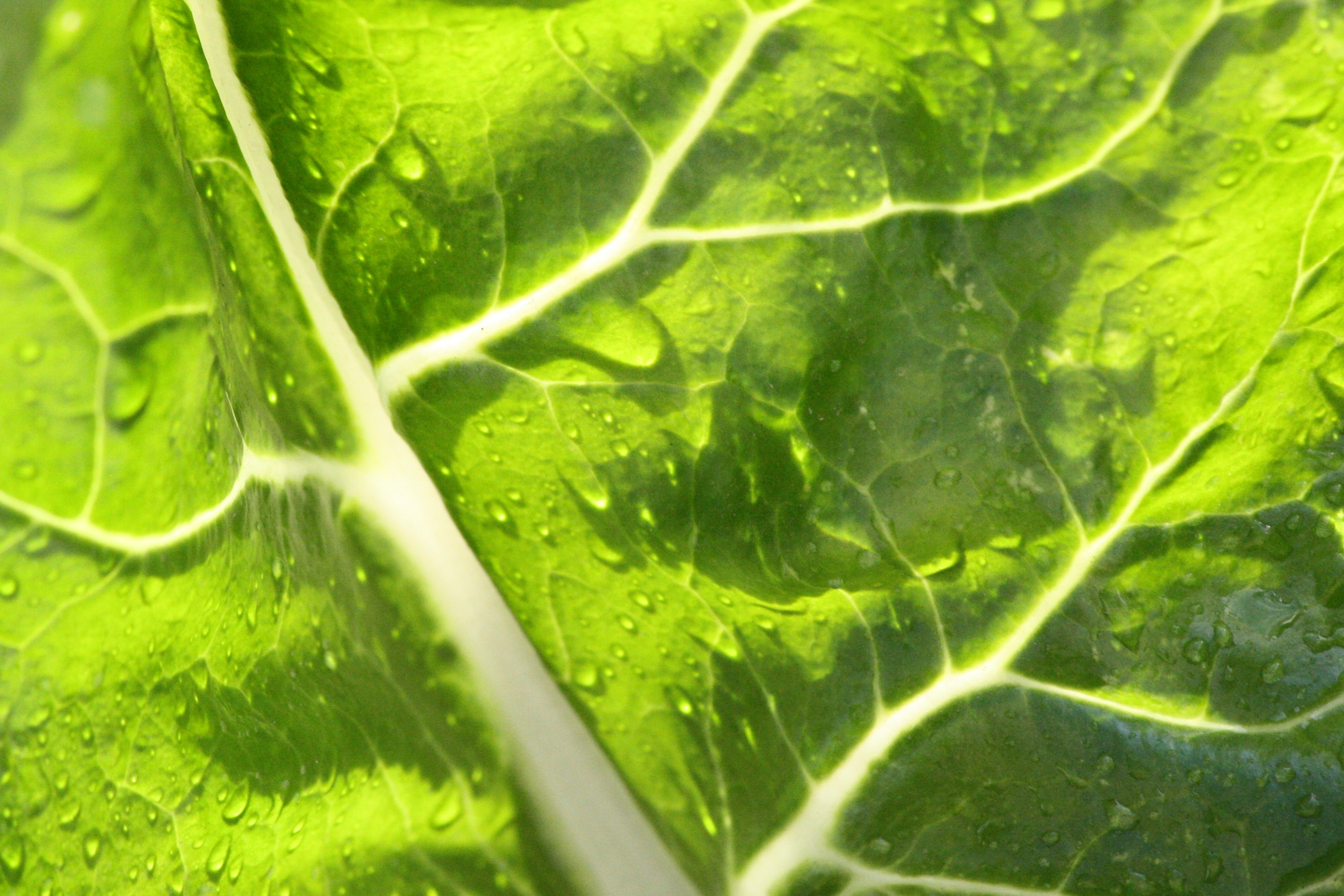 Wet Leaf Close up Texture Picture | Free Photograph | Photos Public ...