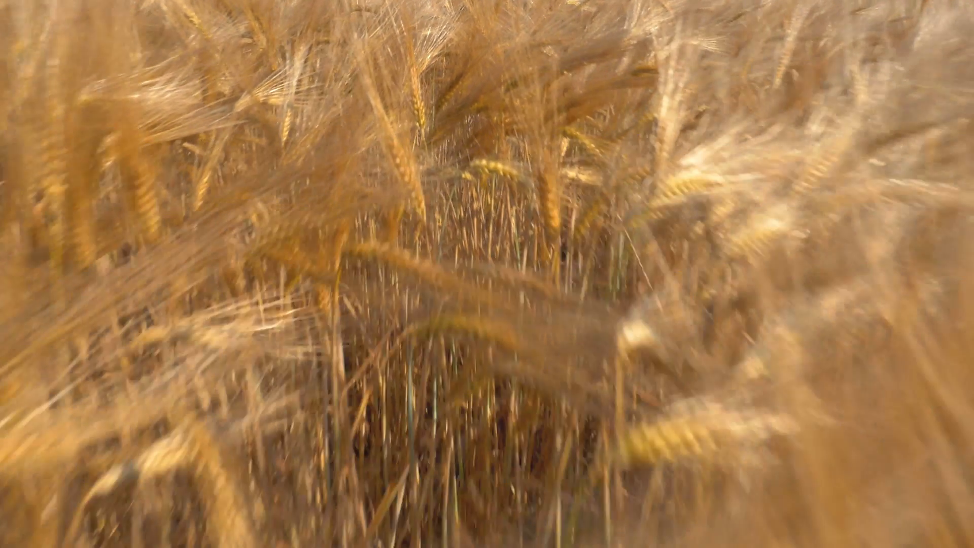 Aerial - Closeup of golden wheat Stock Video Footage - VideoBlocks