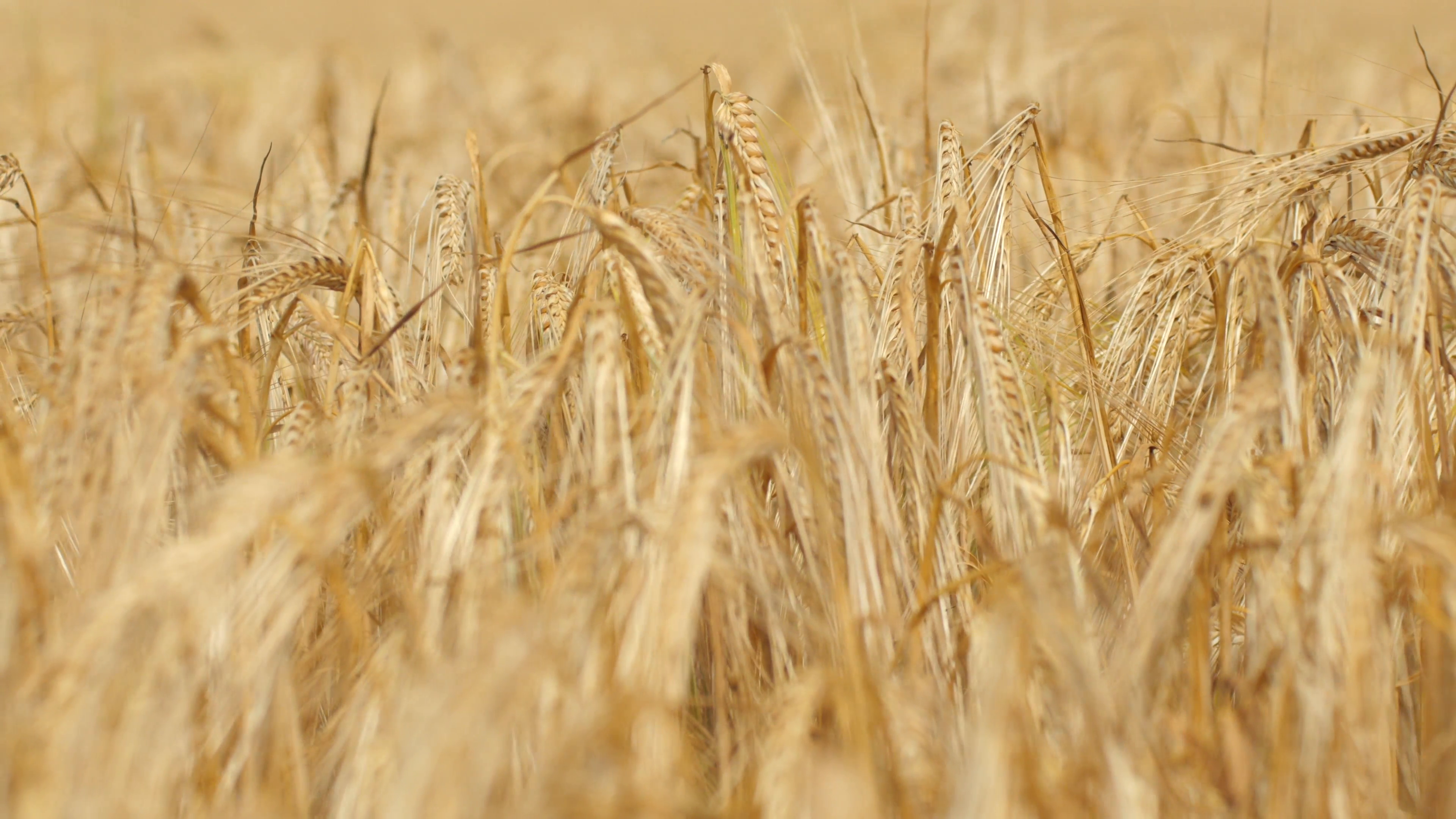 Close-up of a ripe wheat straws waving in wind Stock Video Footage ...
