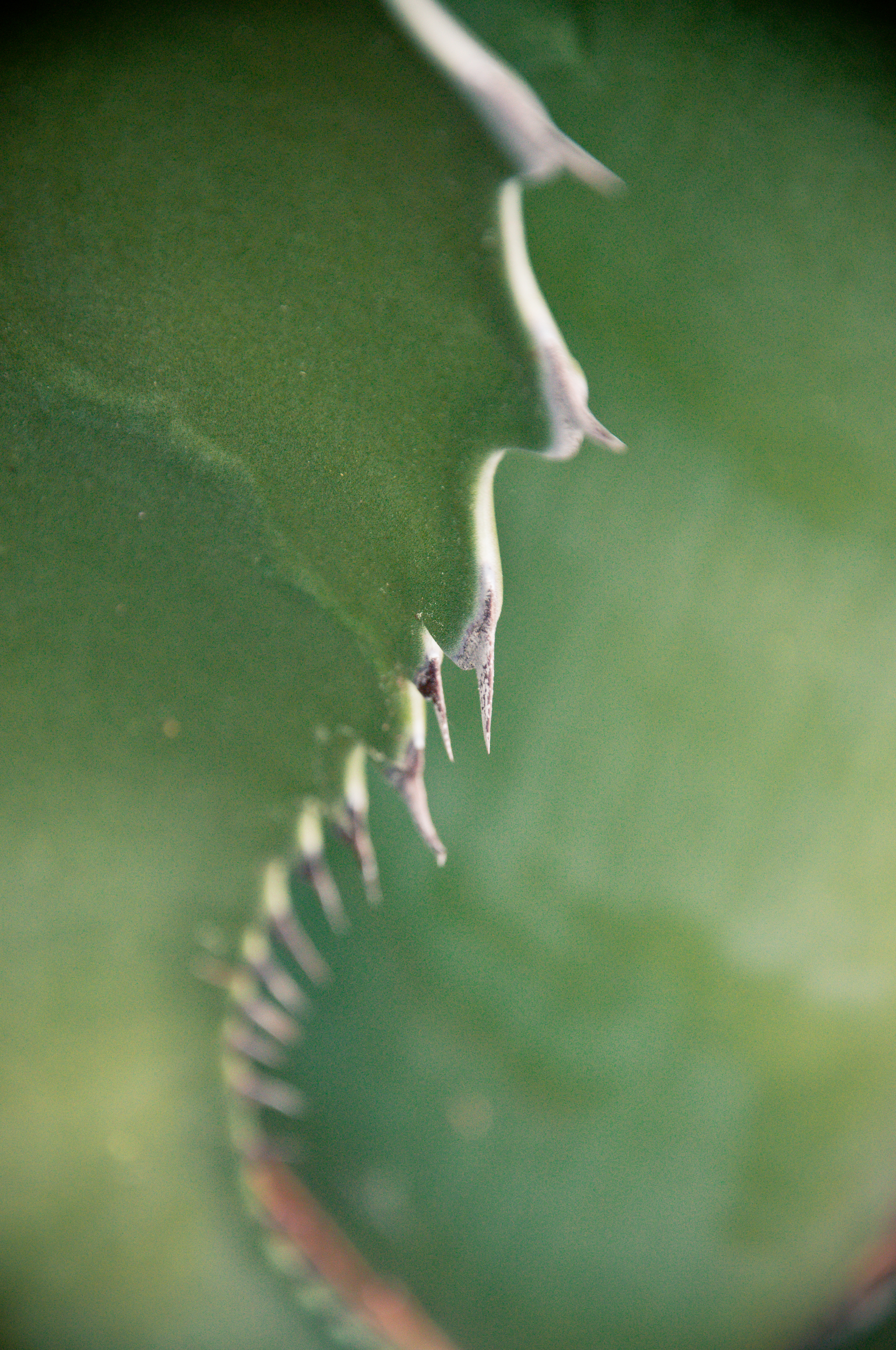 Closeup on agave americana leaf photo