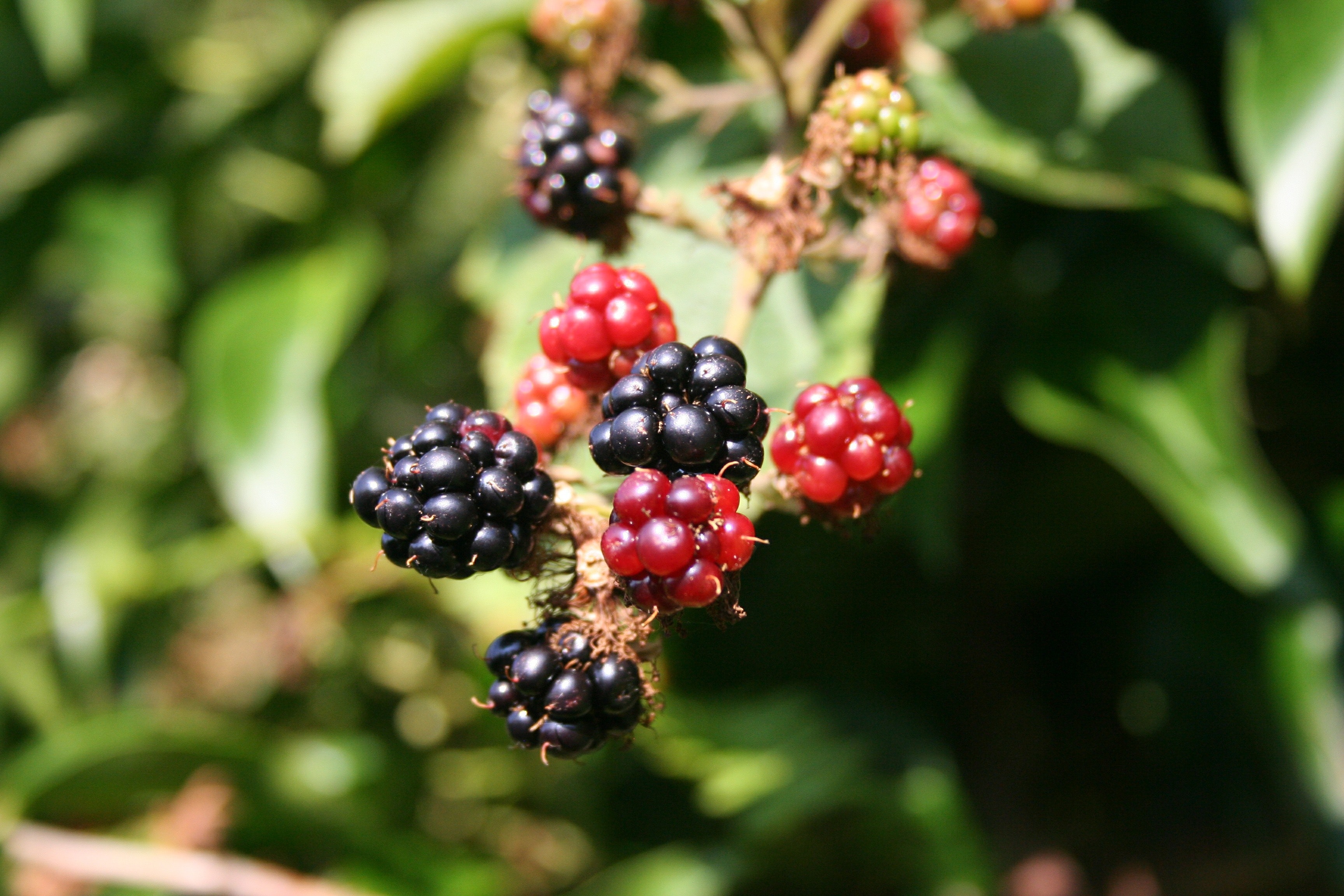 Closeup Photo of Black and Red Round Fruit, Berries, Blackberries, Blur, Bramble, HQ Photo