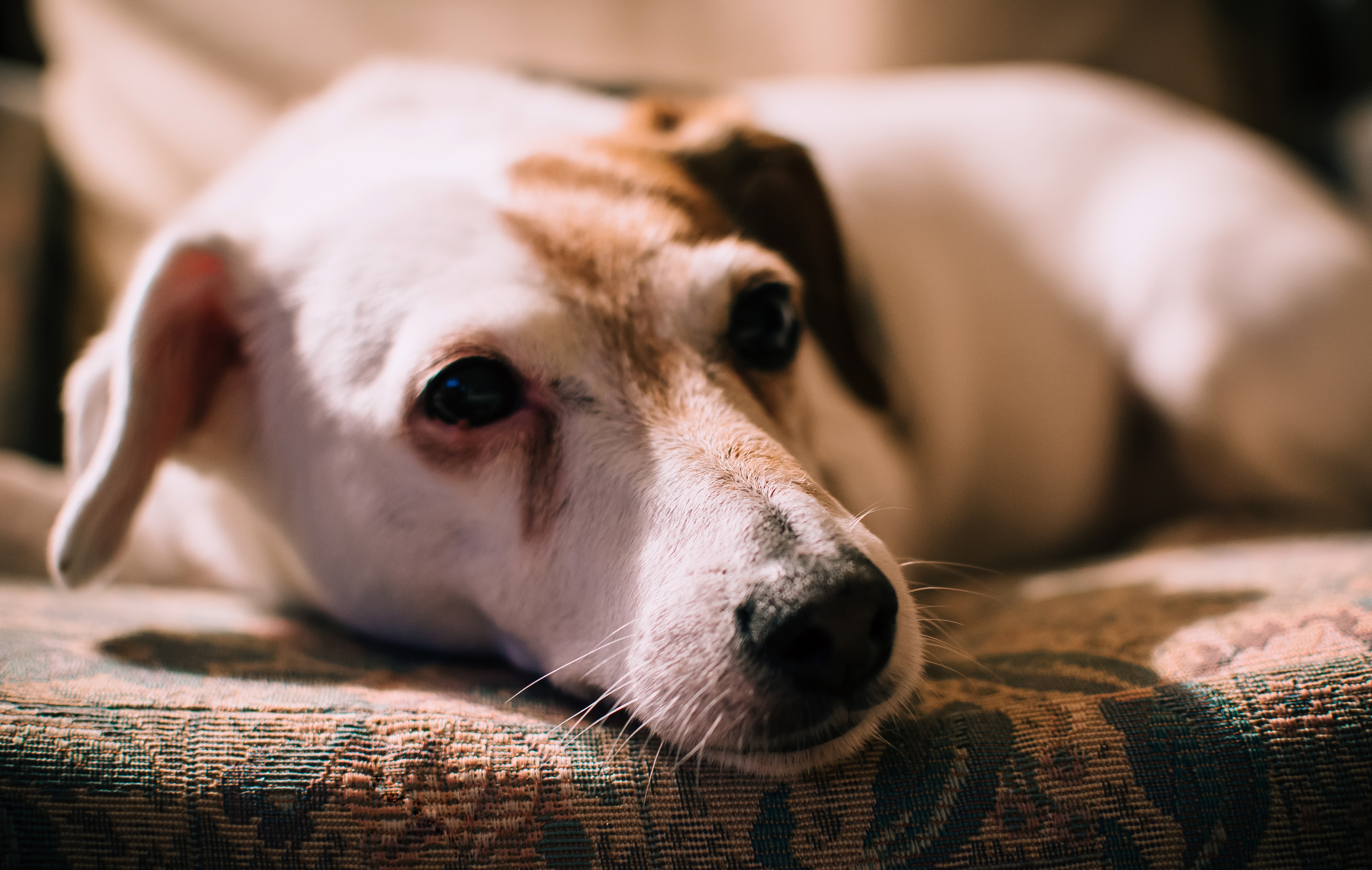Closeup photo of medium smooth white and brindle dog