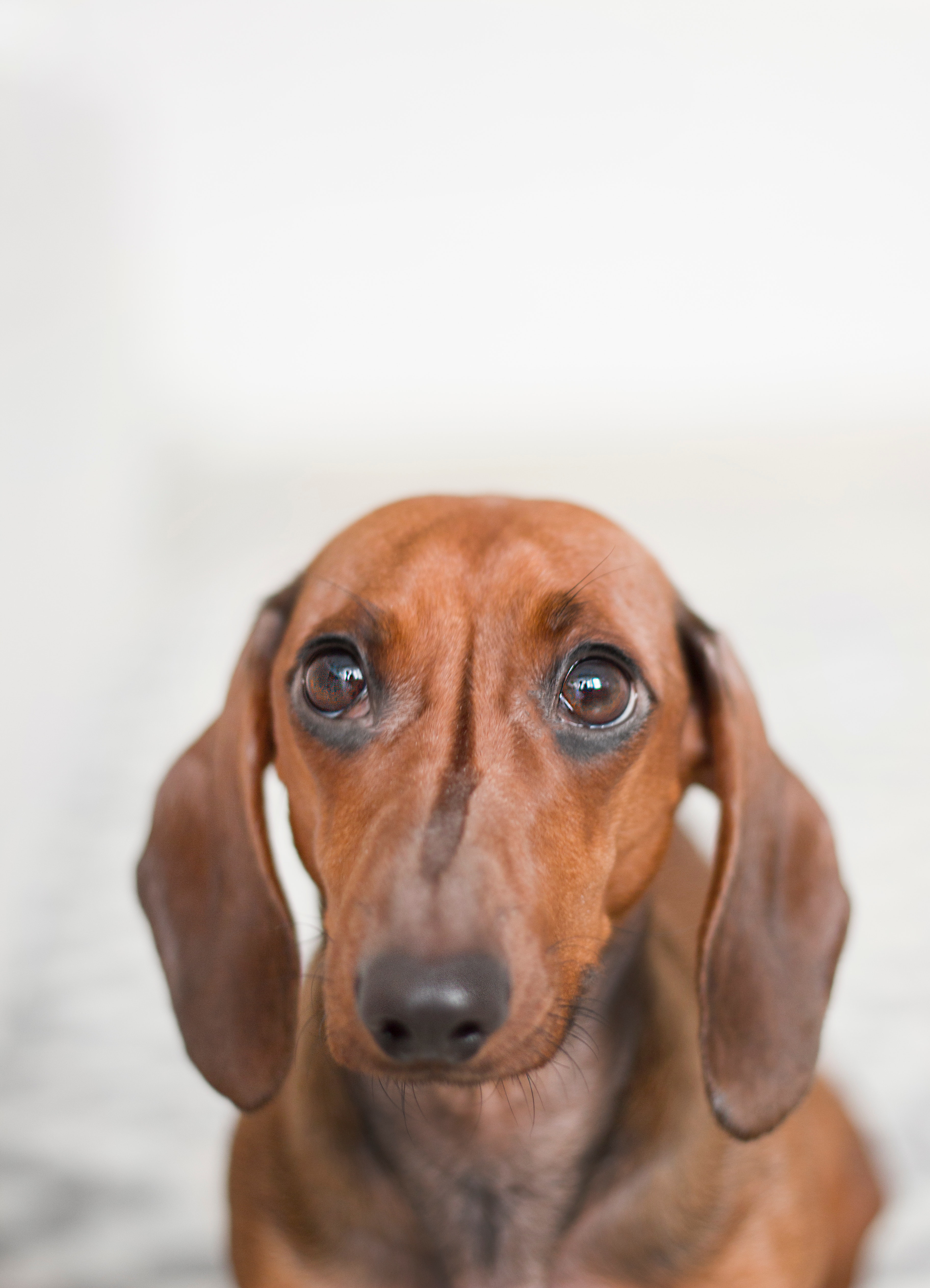Closeup photo of red dachshund