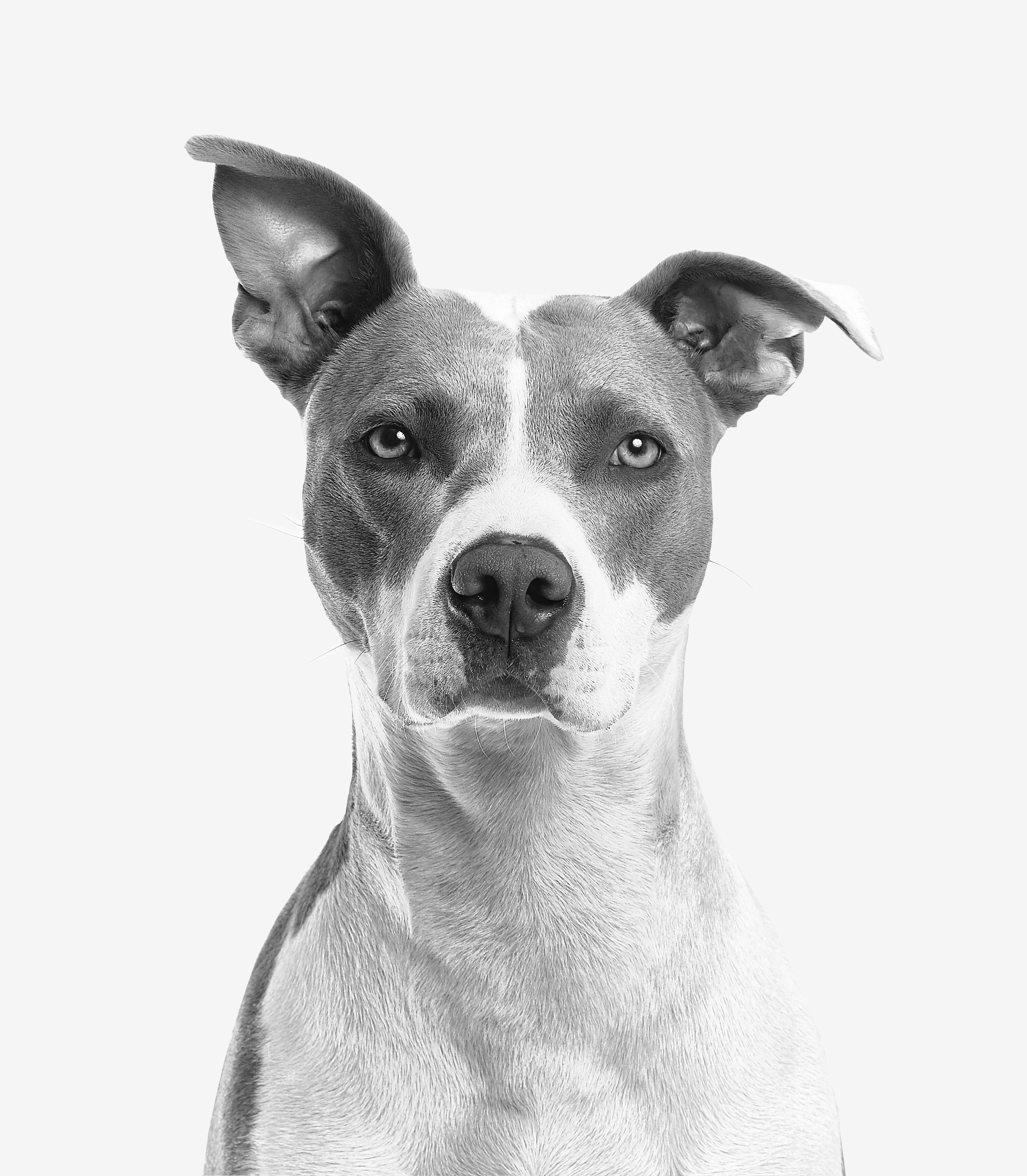 Closeup photo of short-coated white and gray dog