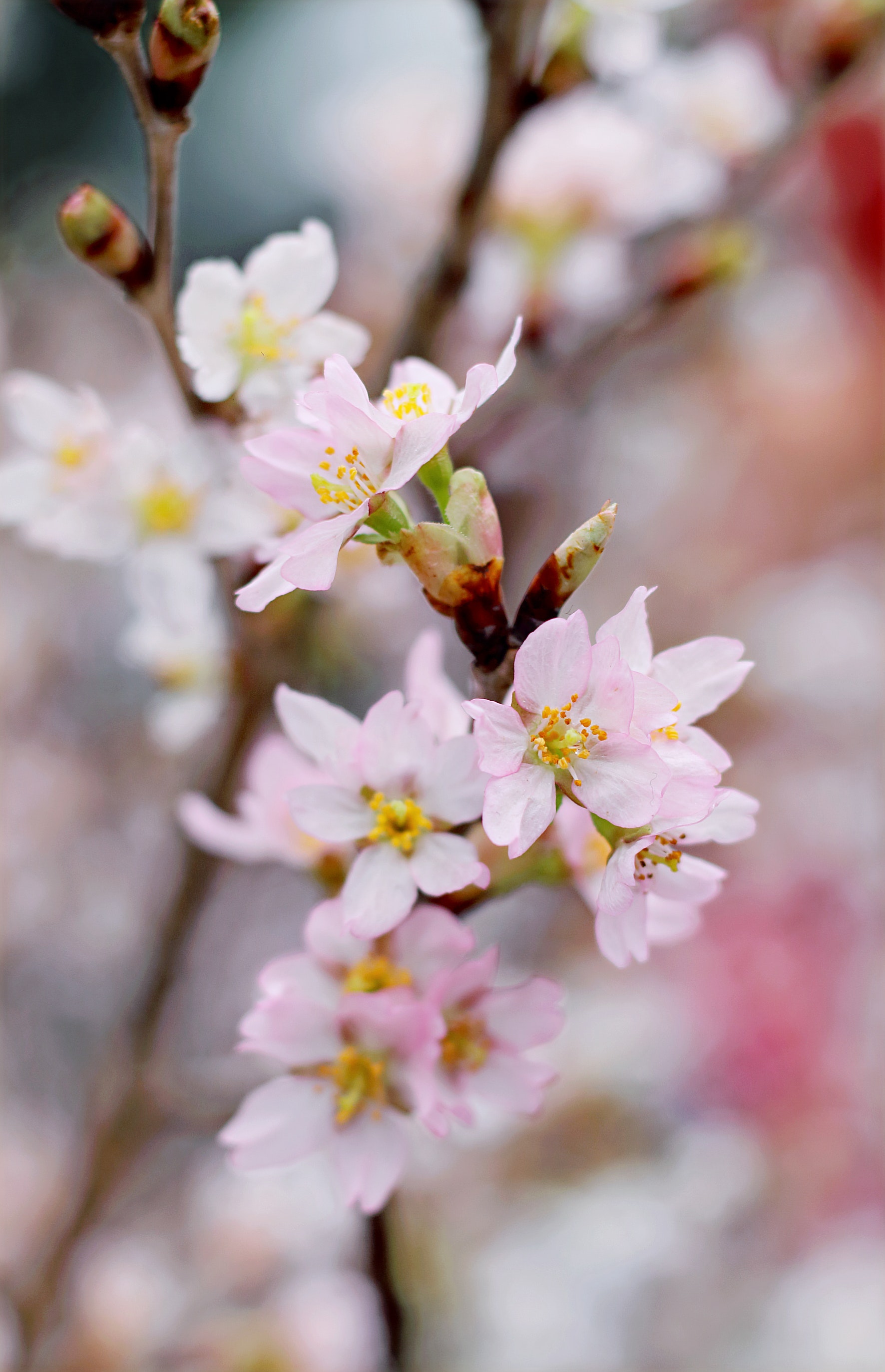 Closeup Photography Of Pink Cherry Blossoms, Growth, Springtime, Season, Petals, HQ Photo