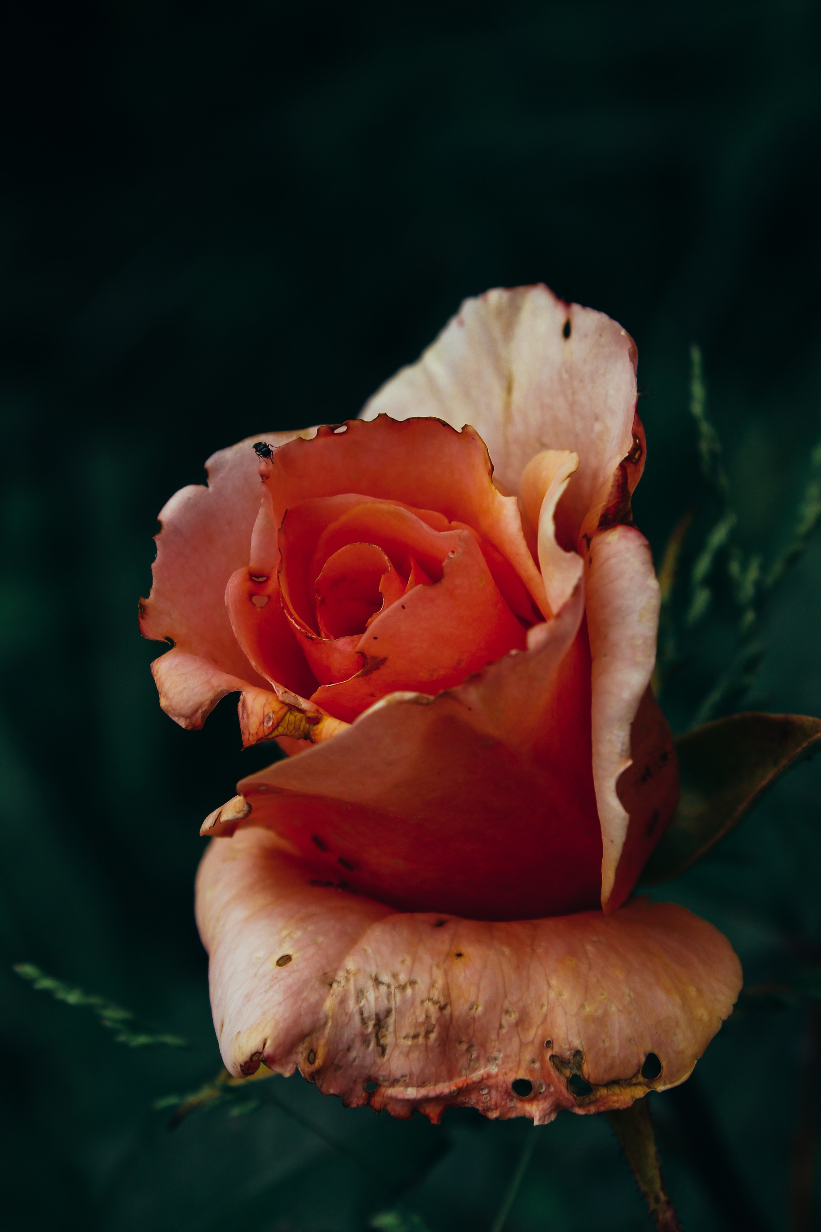 Closeup photography of pink rose flower