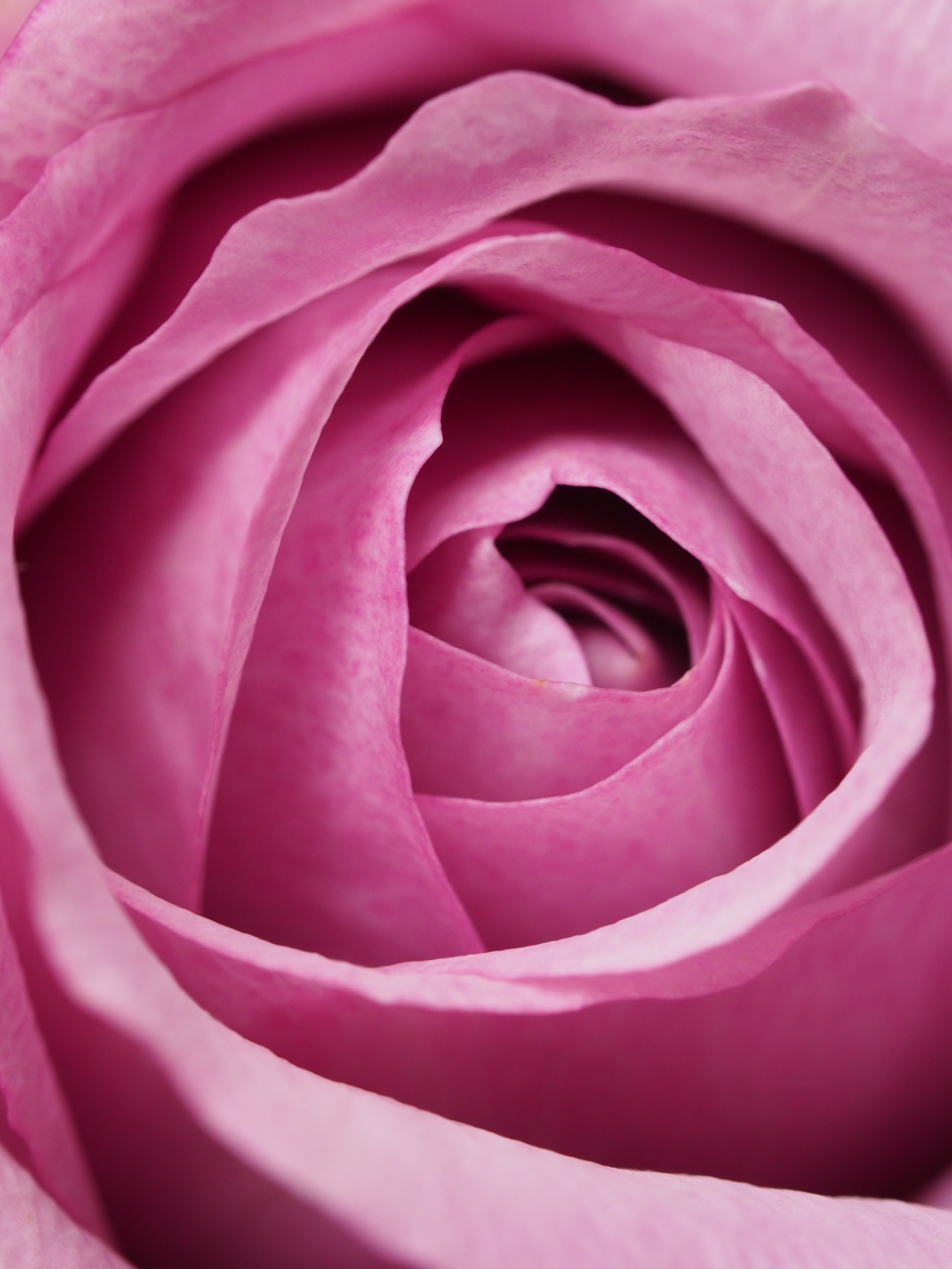 Closeup Photography of Pink Rose Flower, Affection, Macro photography, Valentine's day, Valentine, HQ Photo