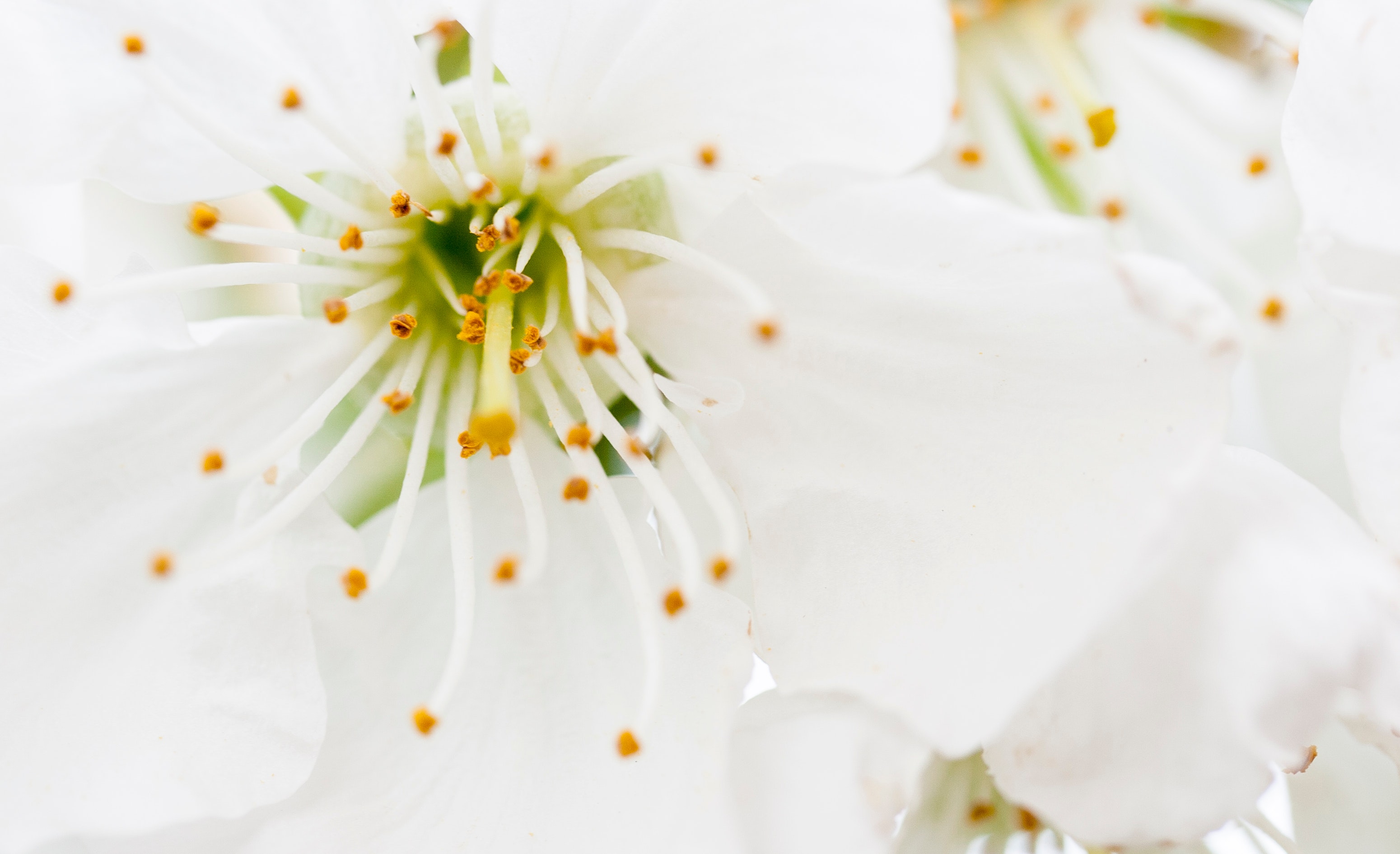 Closeup photography of white petaled flowers