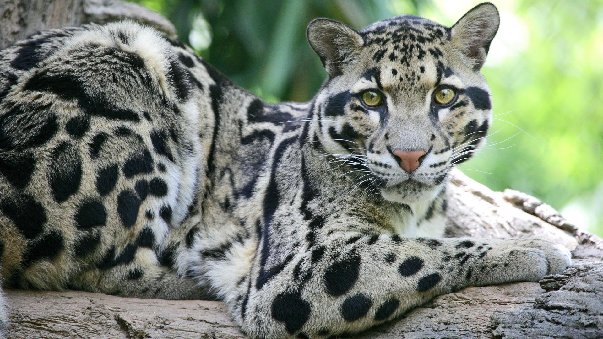 Clouded Leopard Information, Facts, Habitat, Adaptations, Baby, Pictures