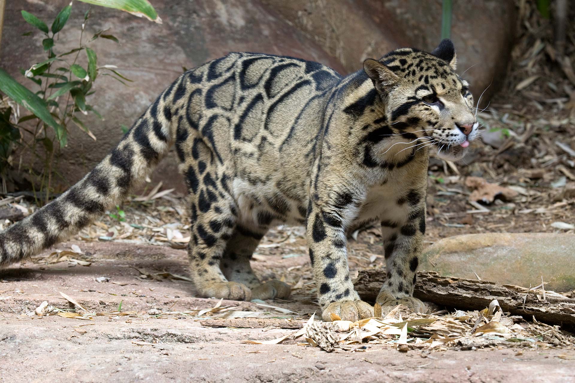 Clouded Leopard - Zoo Atlanta