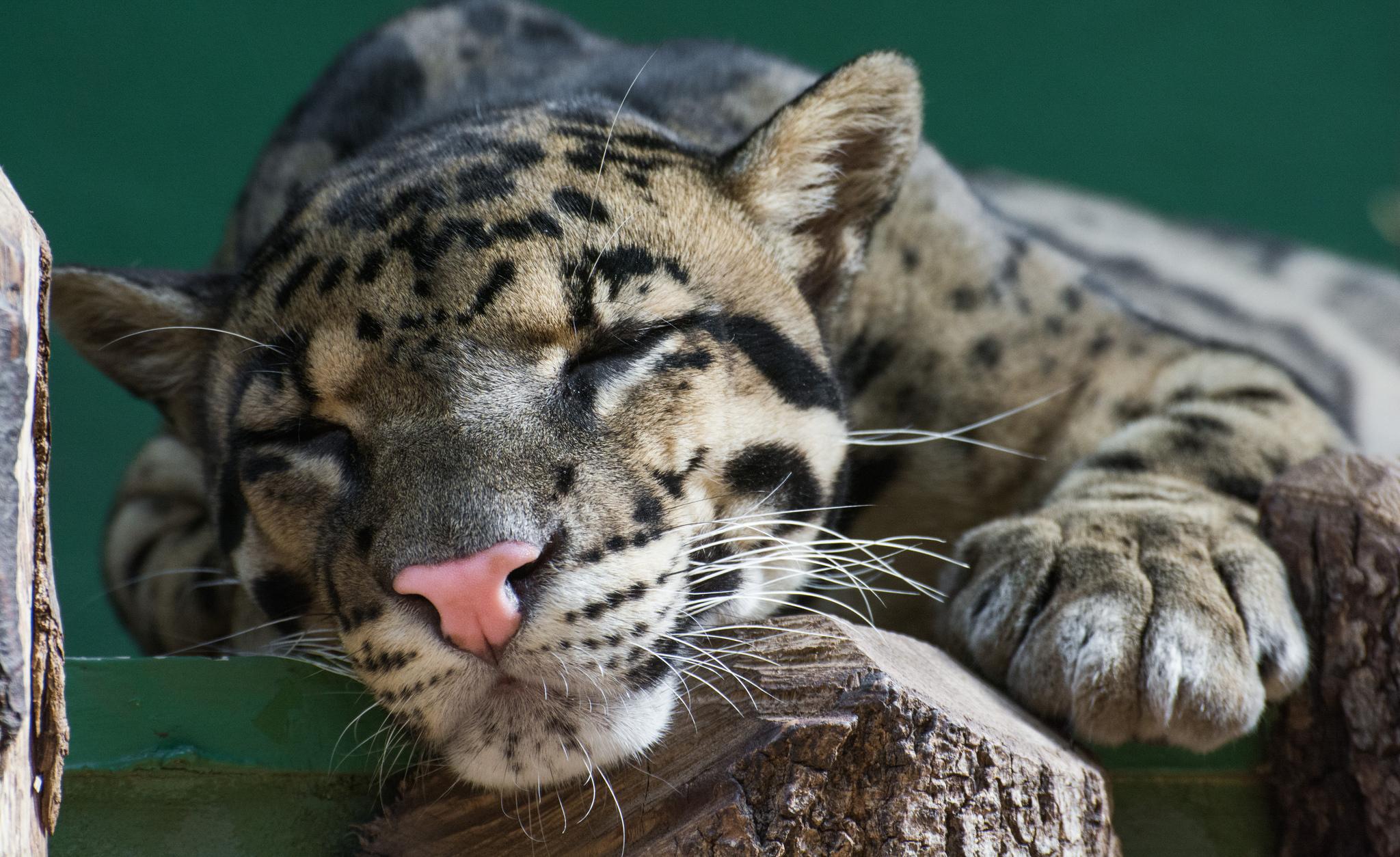 Picture 2 of 11 - Clouded Leopard (Neofelis Nebulosa) Pictures ...
